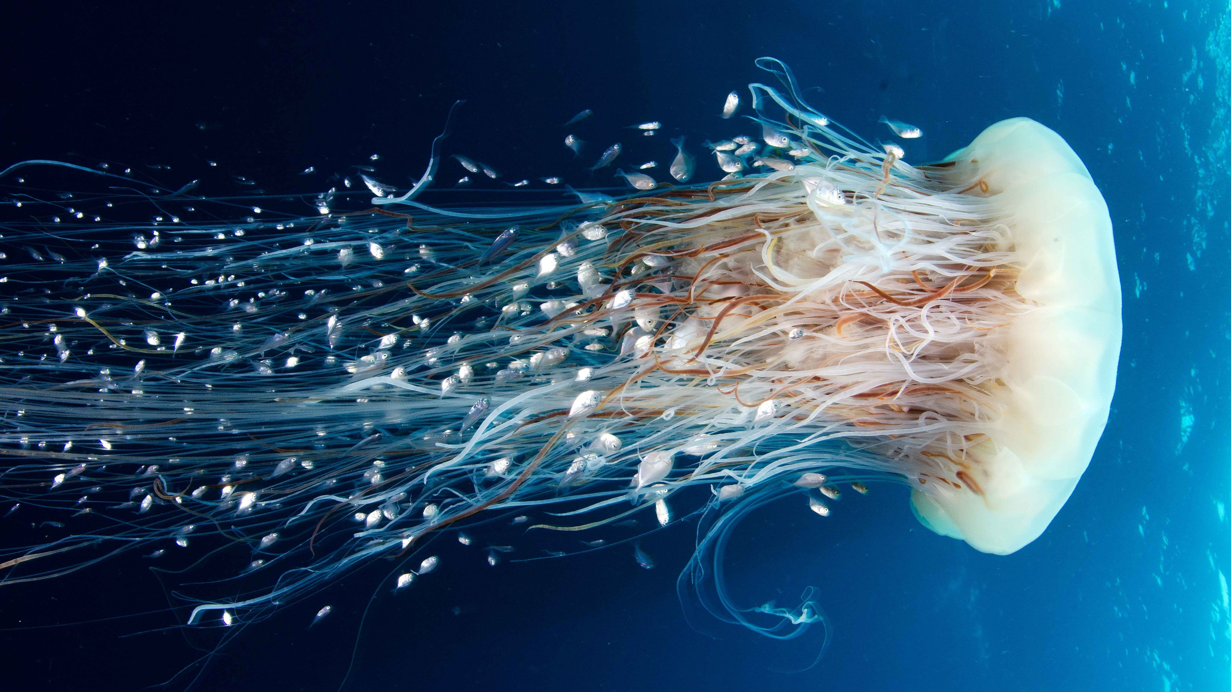 Jellyfish Rangiroa wallpaper HD Pacific Ocean 2k 4k 5k