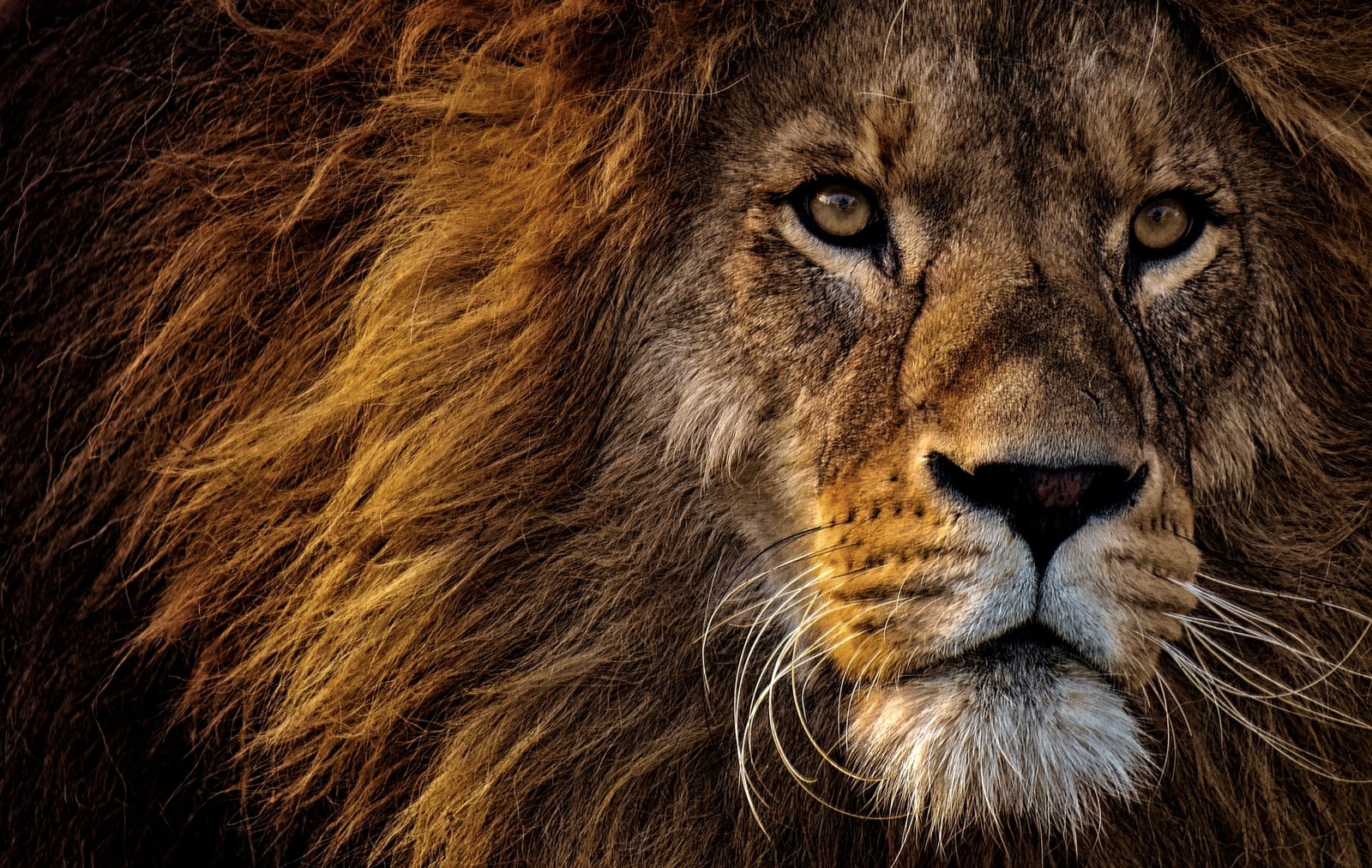 lion predator king of animals mane muzzle eyes feline cat 2k