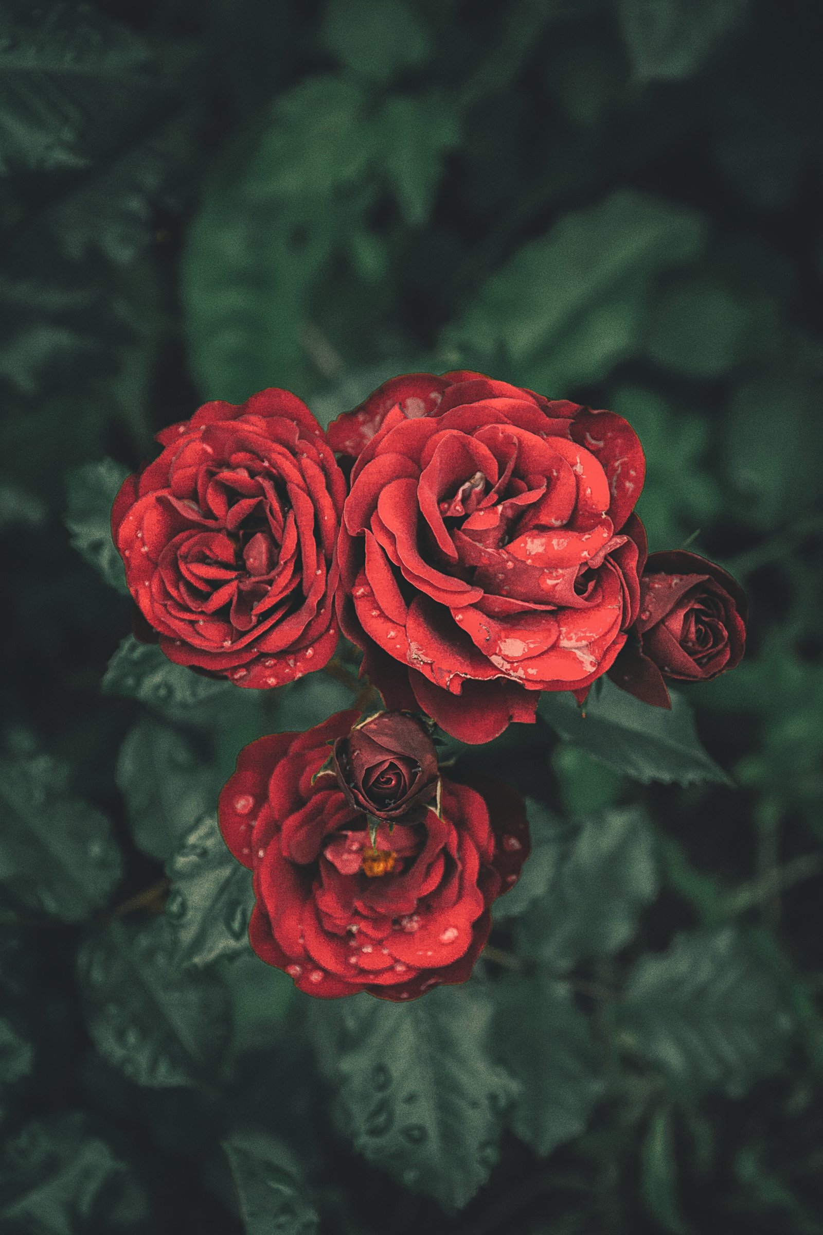 nature flowers rose flowering plant flower beauty in 2k 4k
