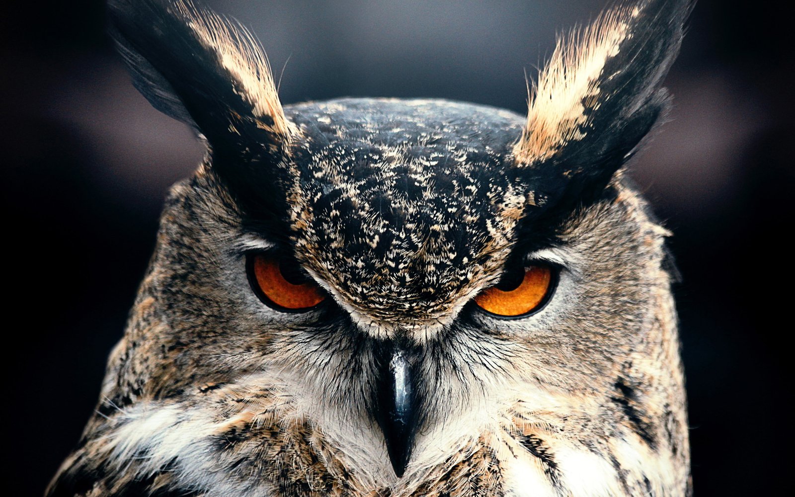 Owl HD 2k 4k