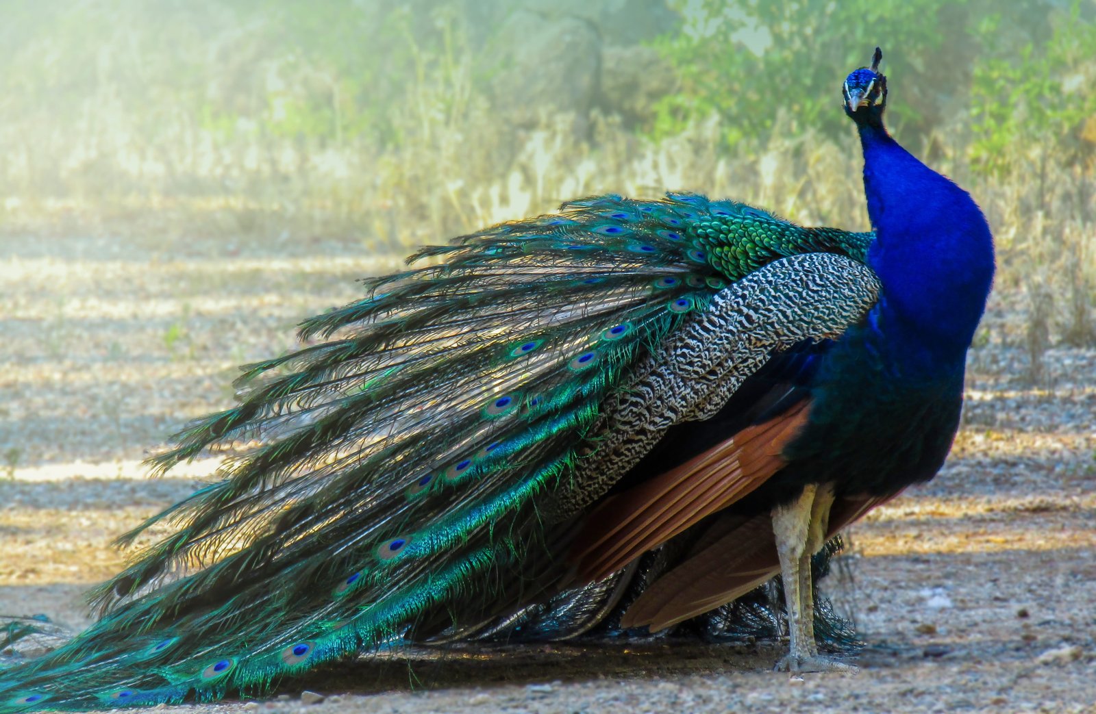 peafowl peacock turkey ave feathers colorful beautiful 2k 4k 5k