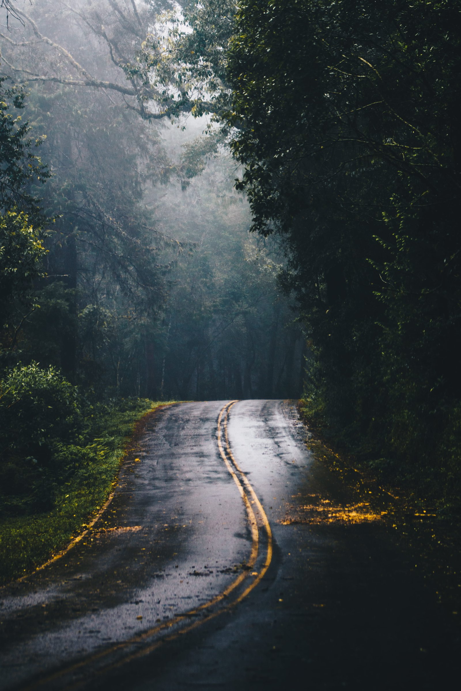 Photo of Gray Concrete Road in the Middle Jungle during Daylight 2k