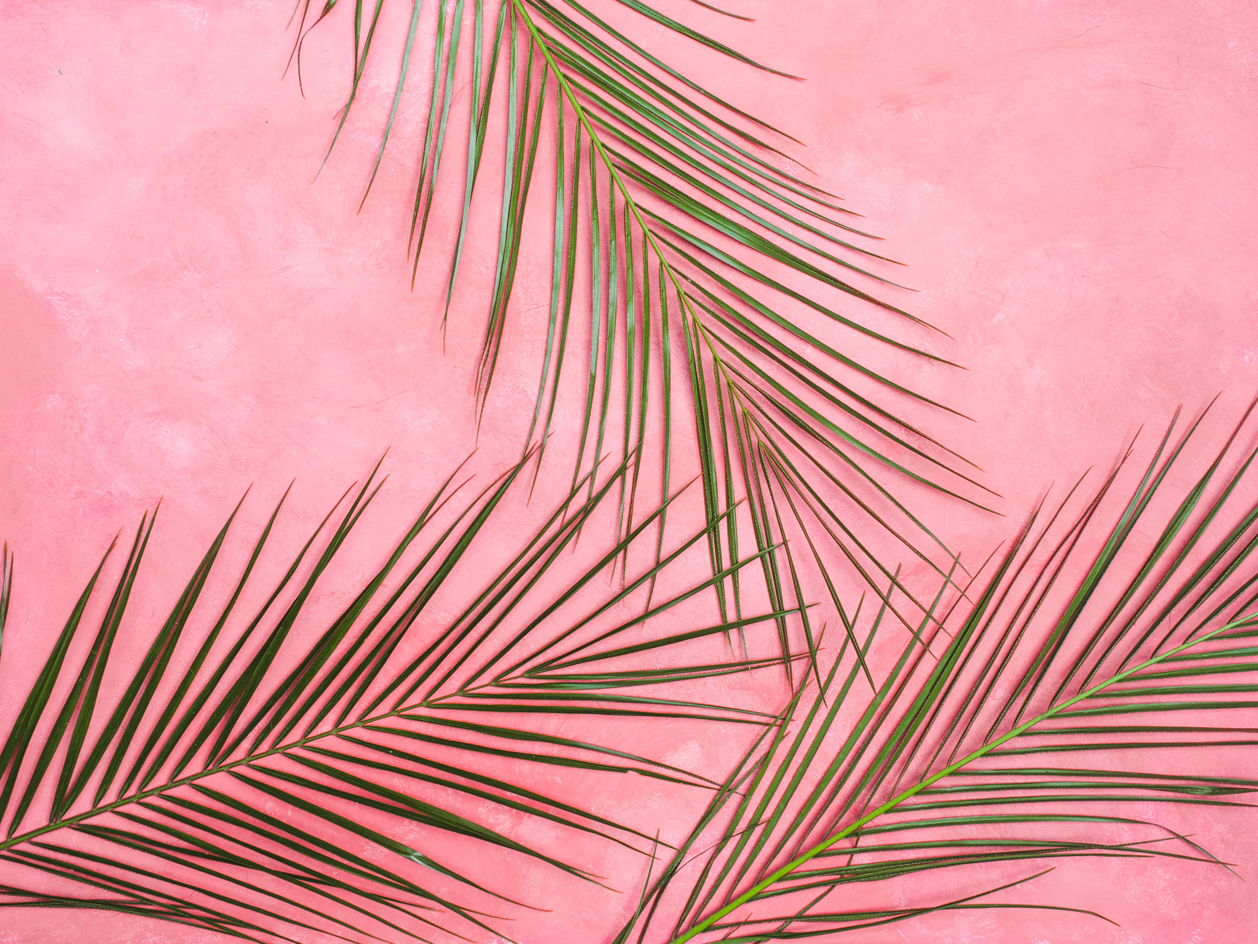 Pink Wall palm leaf tropical background pastel summer green 2k 4k