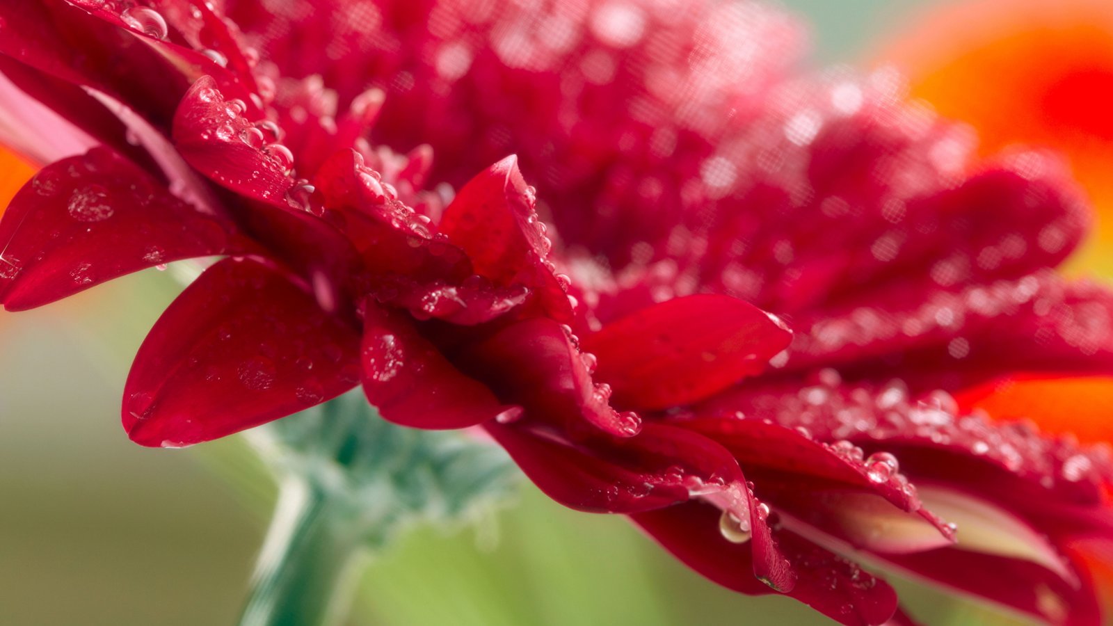 red gerbera daisy flower with water dew wallpaper 2k 4k 5k 8k