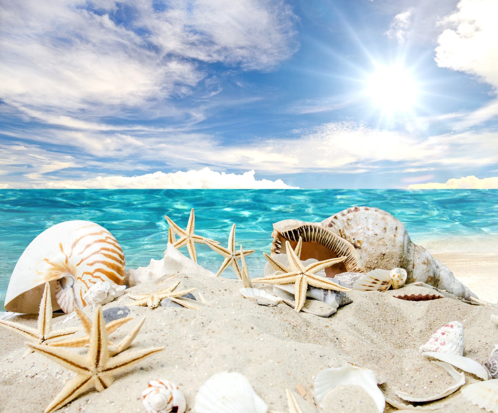 Seashells on beach white and brown star fish with conch shell illustration 2k 4k 5k