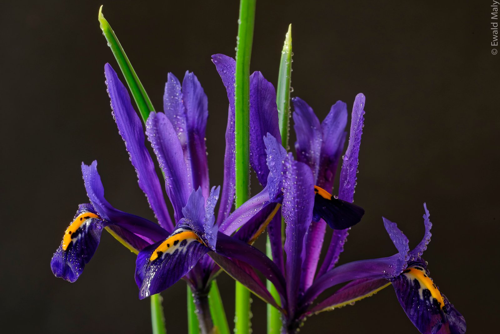 selective photography of purple petaled flower Iris Austria 2k 4k 5k