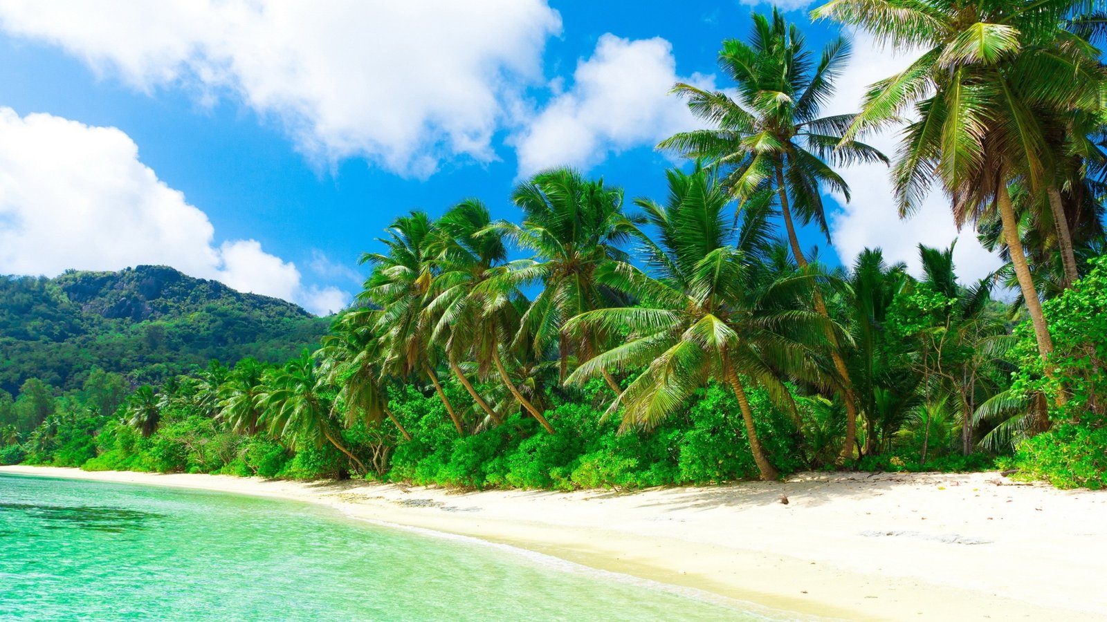 summer tropics tropical beach sandy sky palm tree 2k 4k