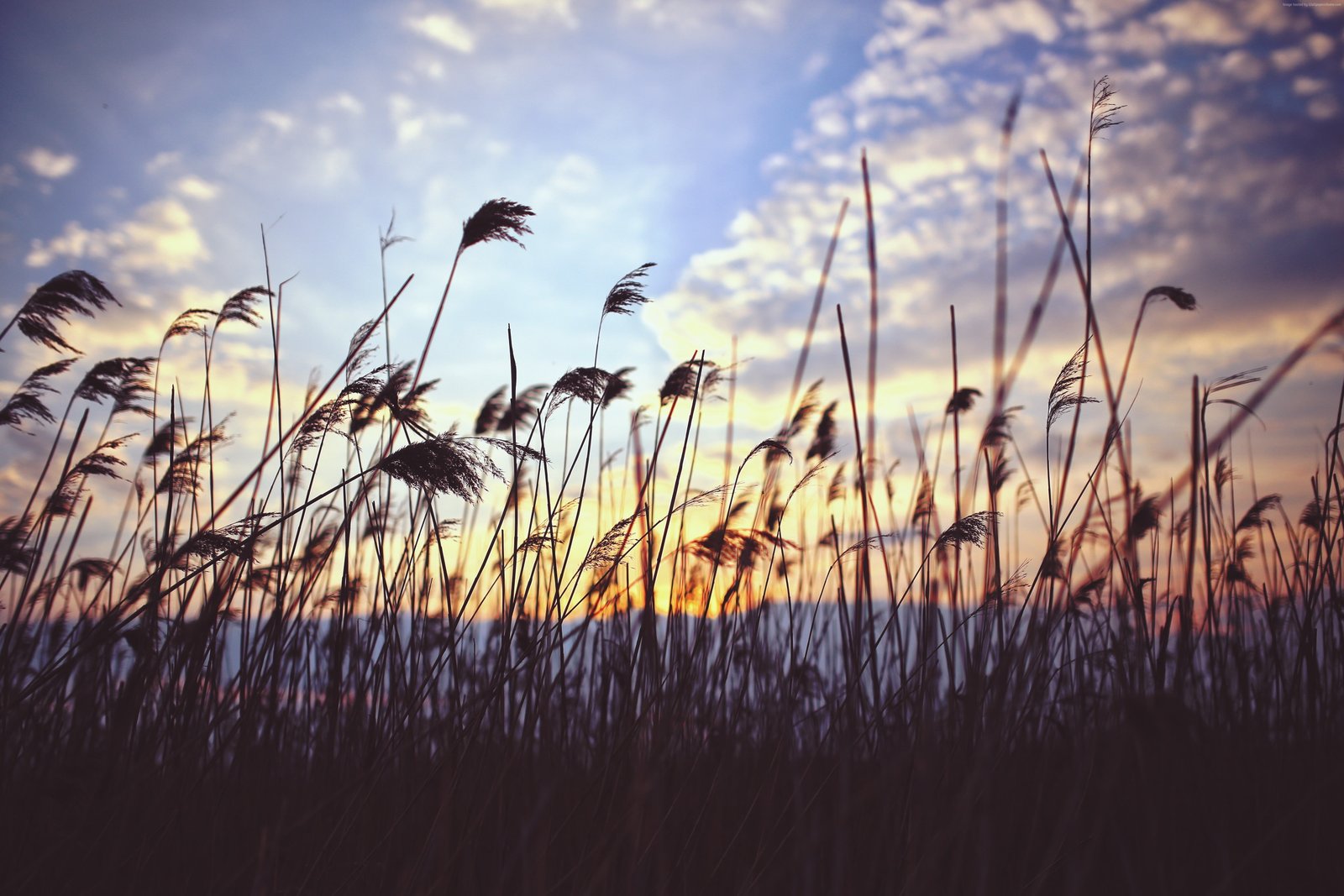 sunset Grass clouds meadows 2k 4k 5k