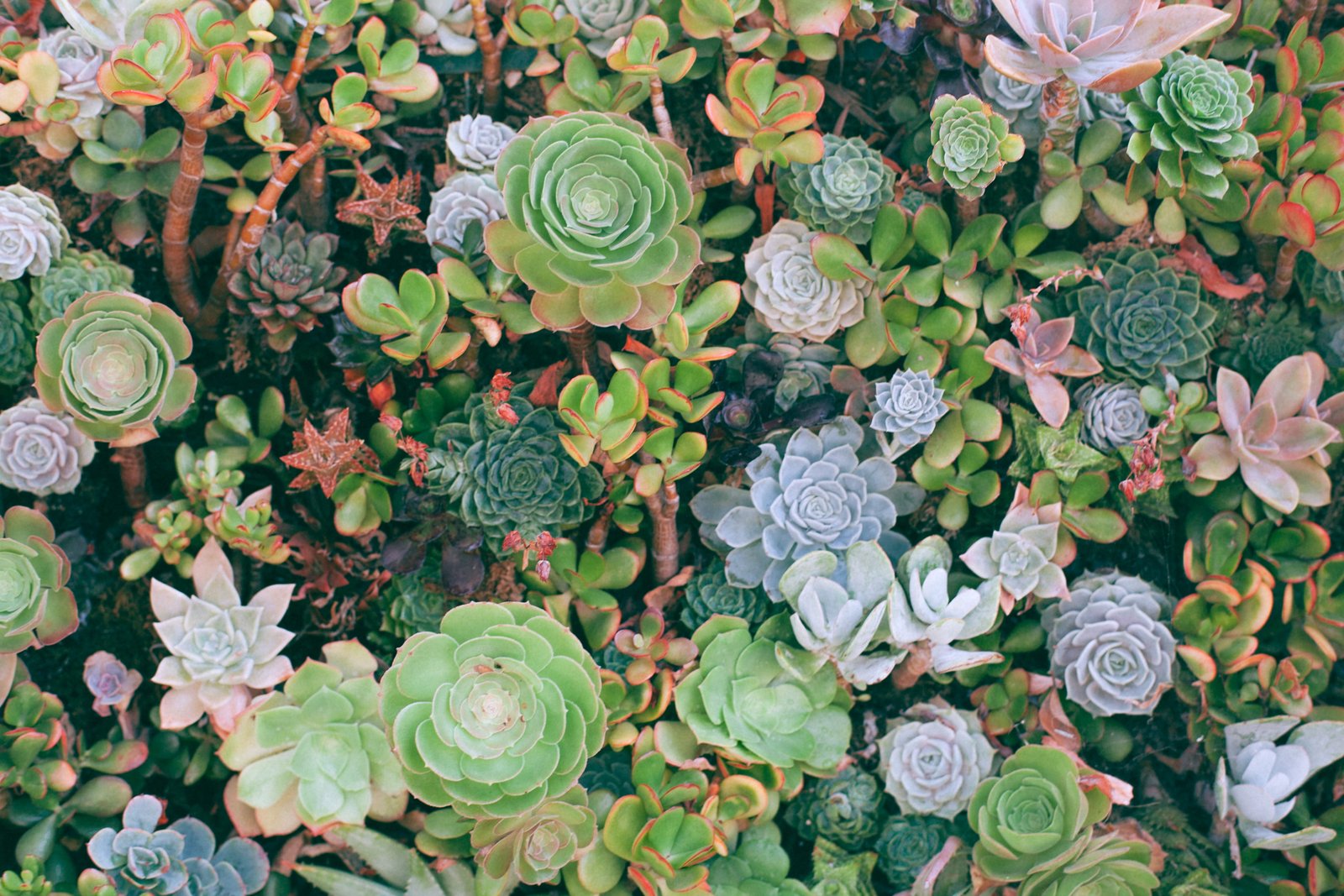 top angle photography of succulent plants plant lot 2k 4k 5k