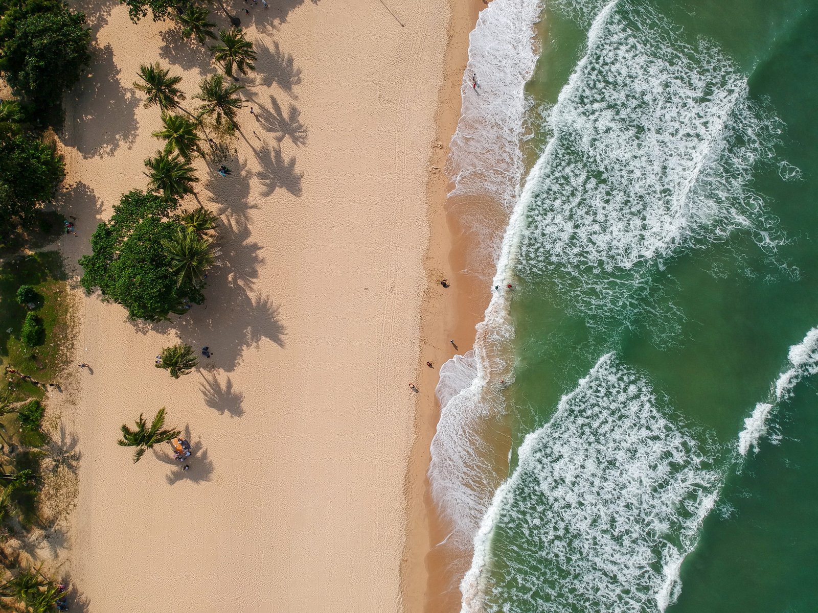 aerial photography of seashore near trees drone view beach 2k 4k