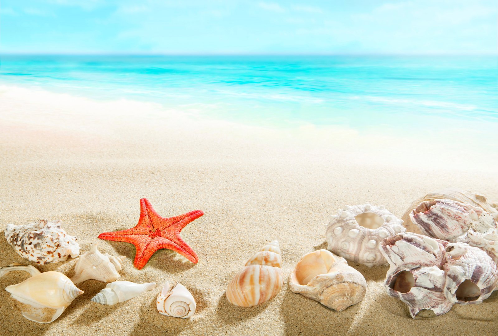 assorted sea shells sand beach shore summer blue paradise 2k 4k 5k