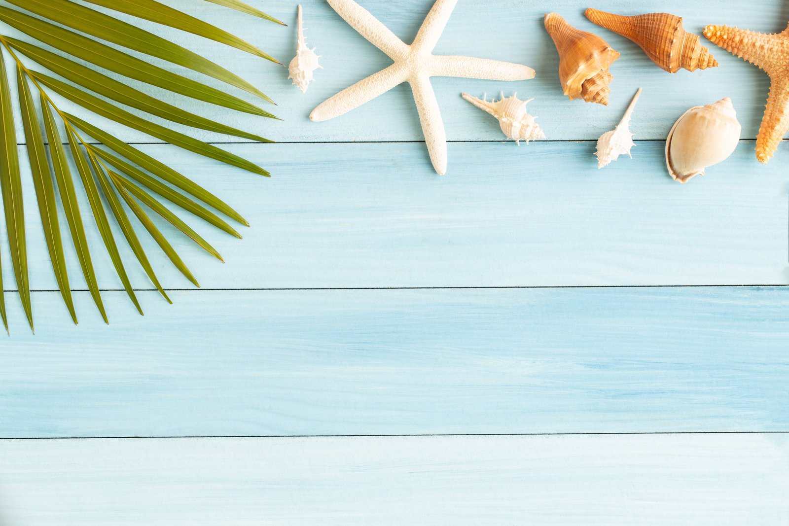 beach summer Board star shell wood starfish seashells 2k 4k 5k