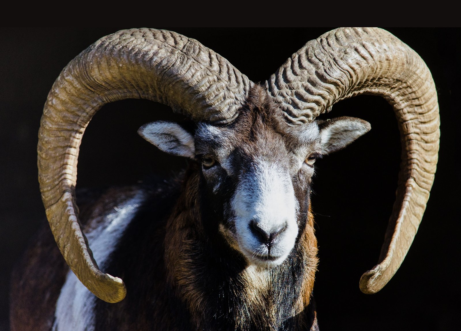 black and white ram mammal animal nature world sheep 2k 4k 5k