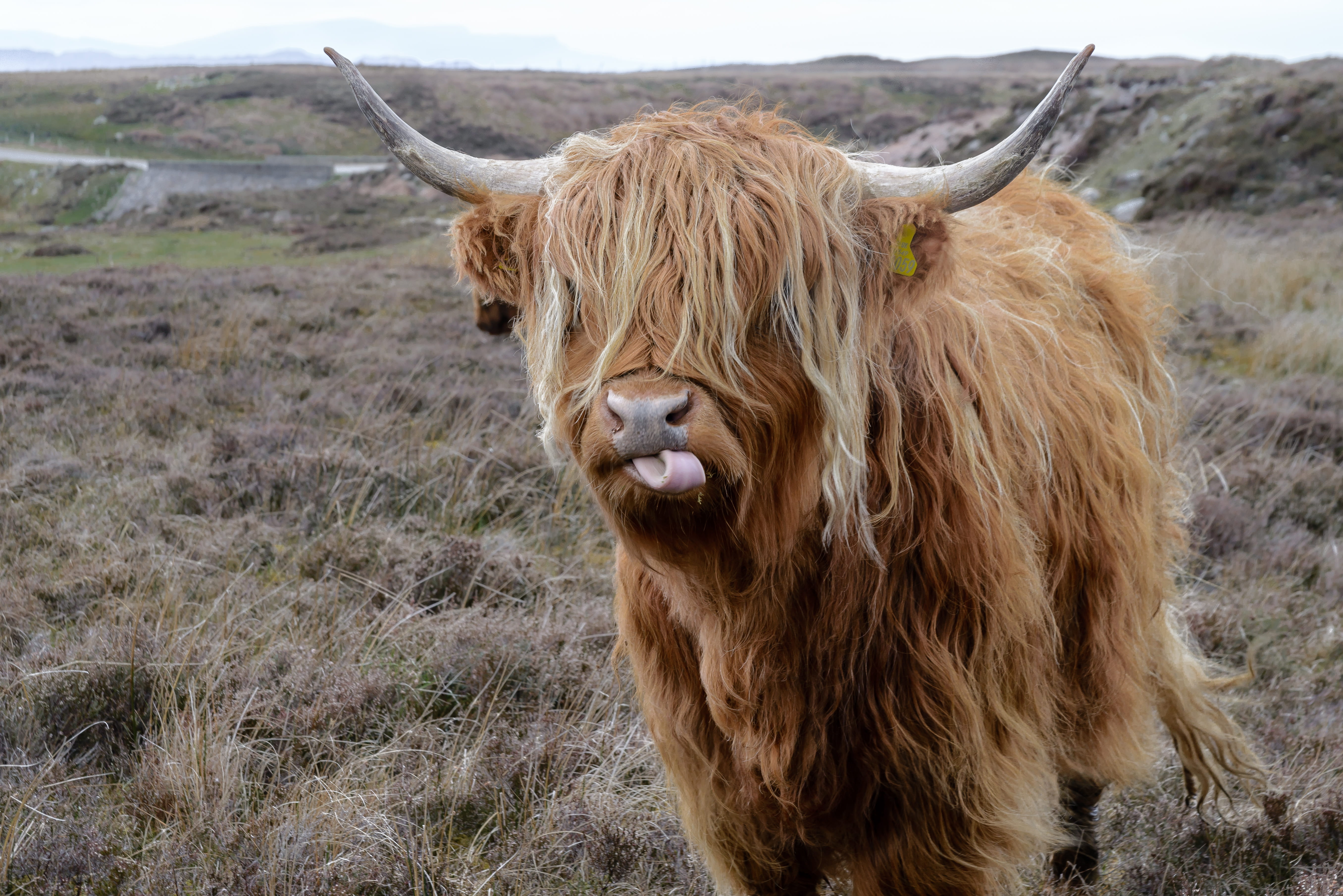 Brown Highland Cattle on Field of Grass agriculture animal 2k 4k 5k