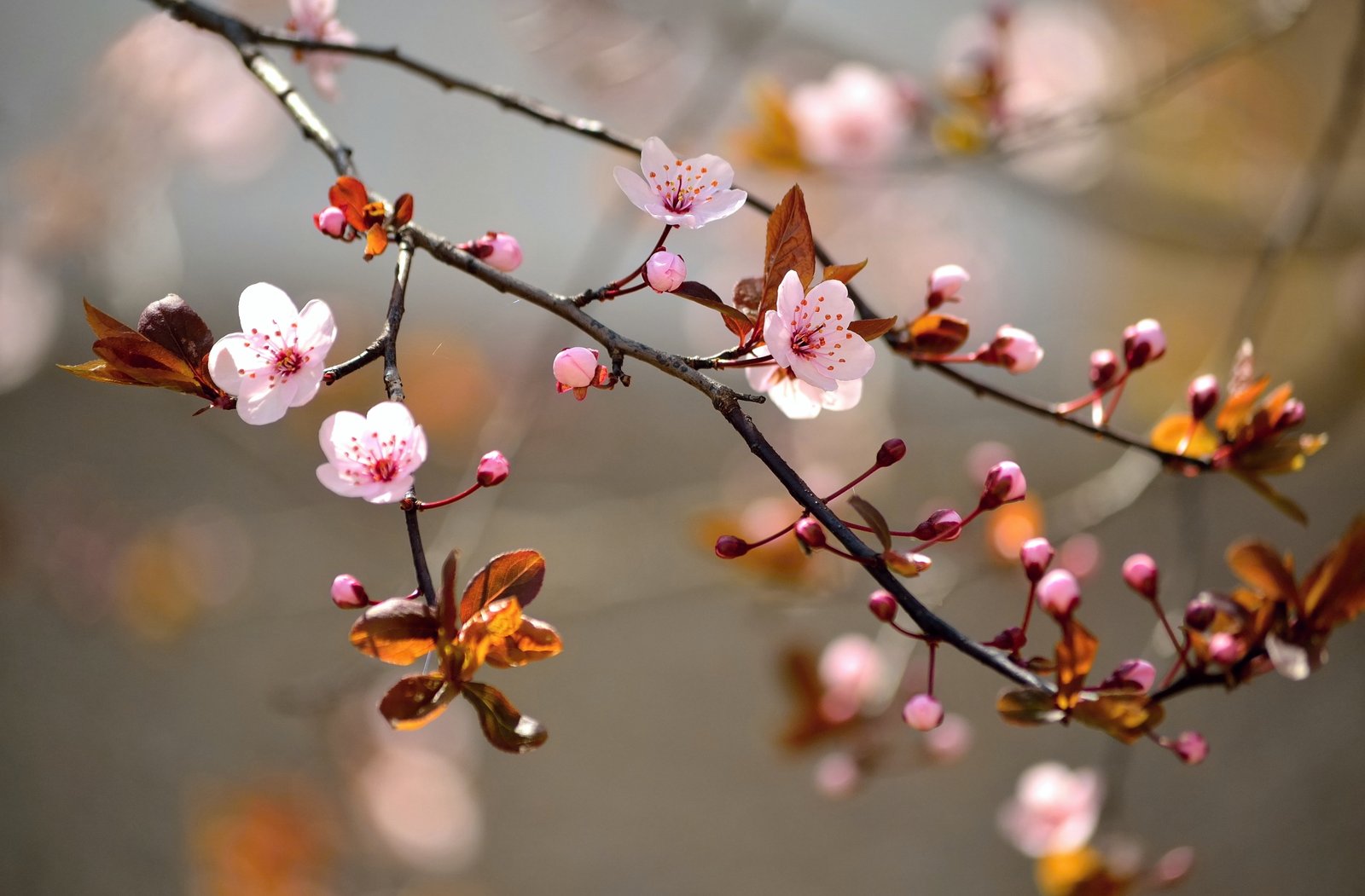 cherry blossom tree leaves macro flowers branches nature 2k 4k 5k 8k