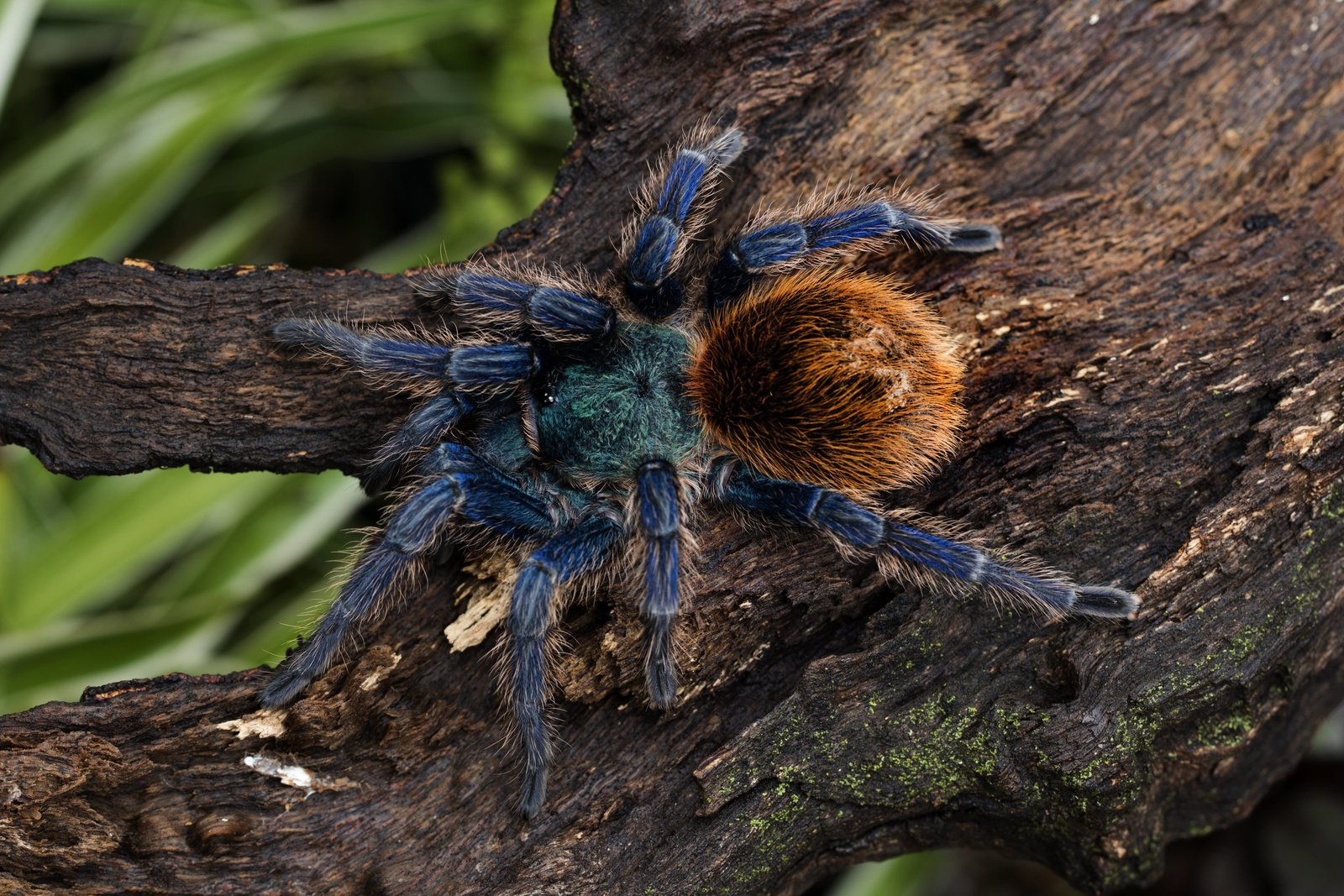 chromatopelma cyaneopubescens green bottle blue tarantula 2k 4k 5k