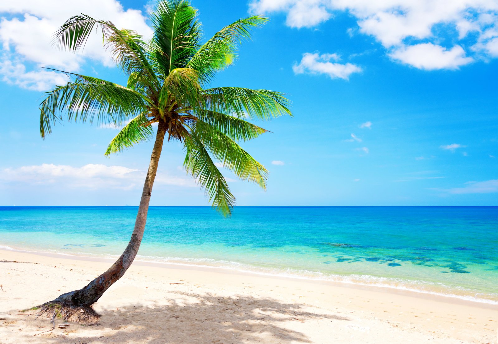 coconut tree sand sea beach the sun tropics ocean shore 2k 4k 5k