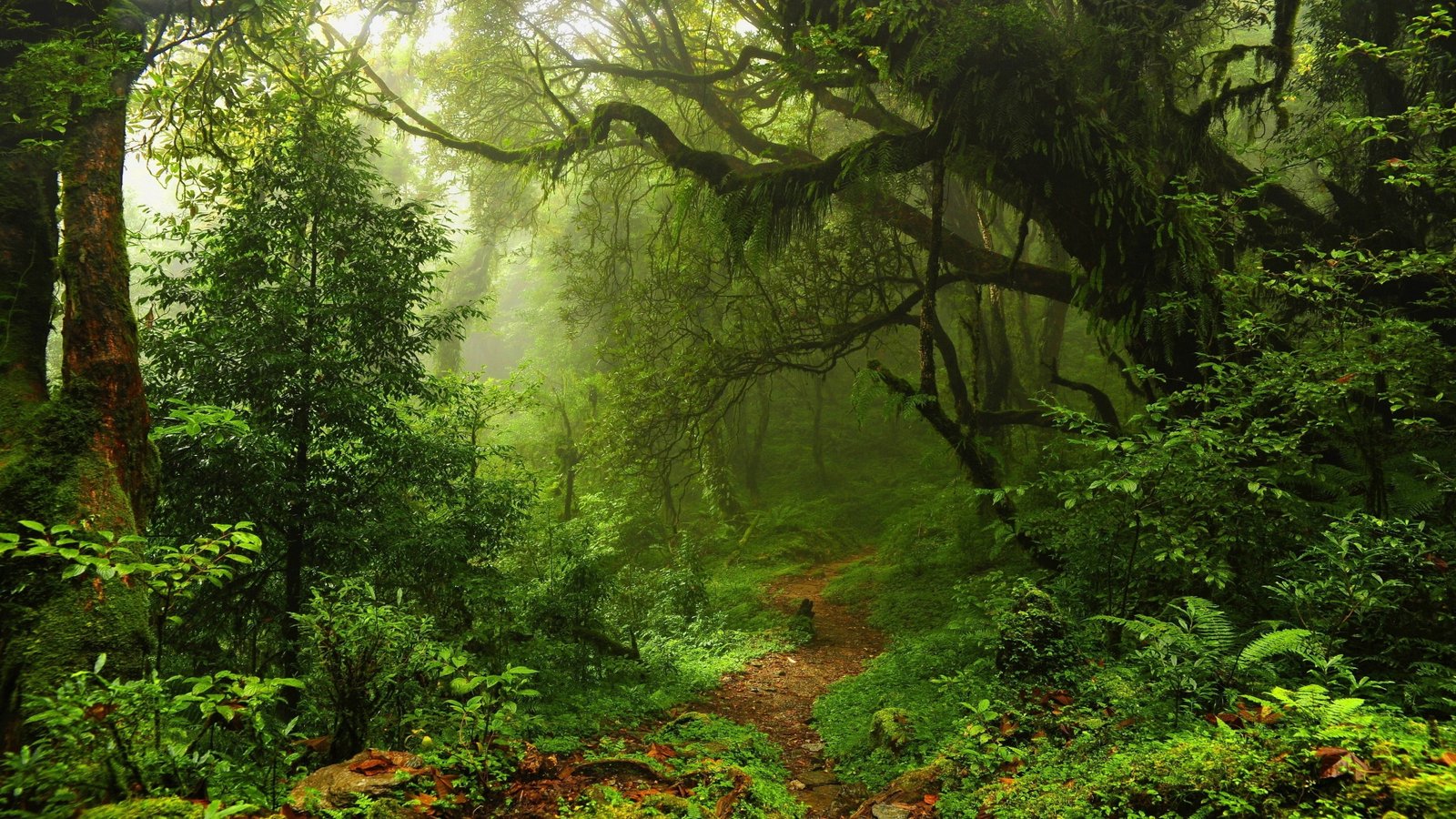 forest path pathway vegetation old growth nature 2k 4k