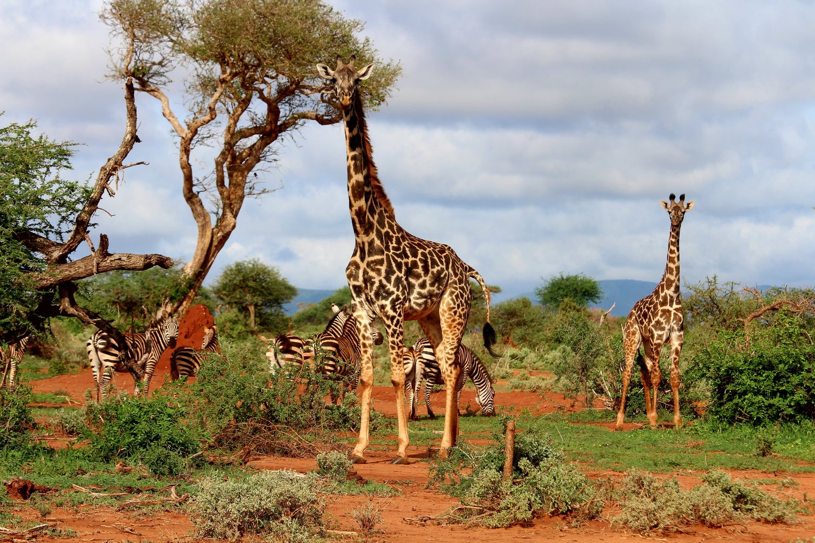 giraffes and zebras surrounded by bush under cloudy sky during daytime 2k 4k 5k