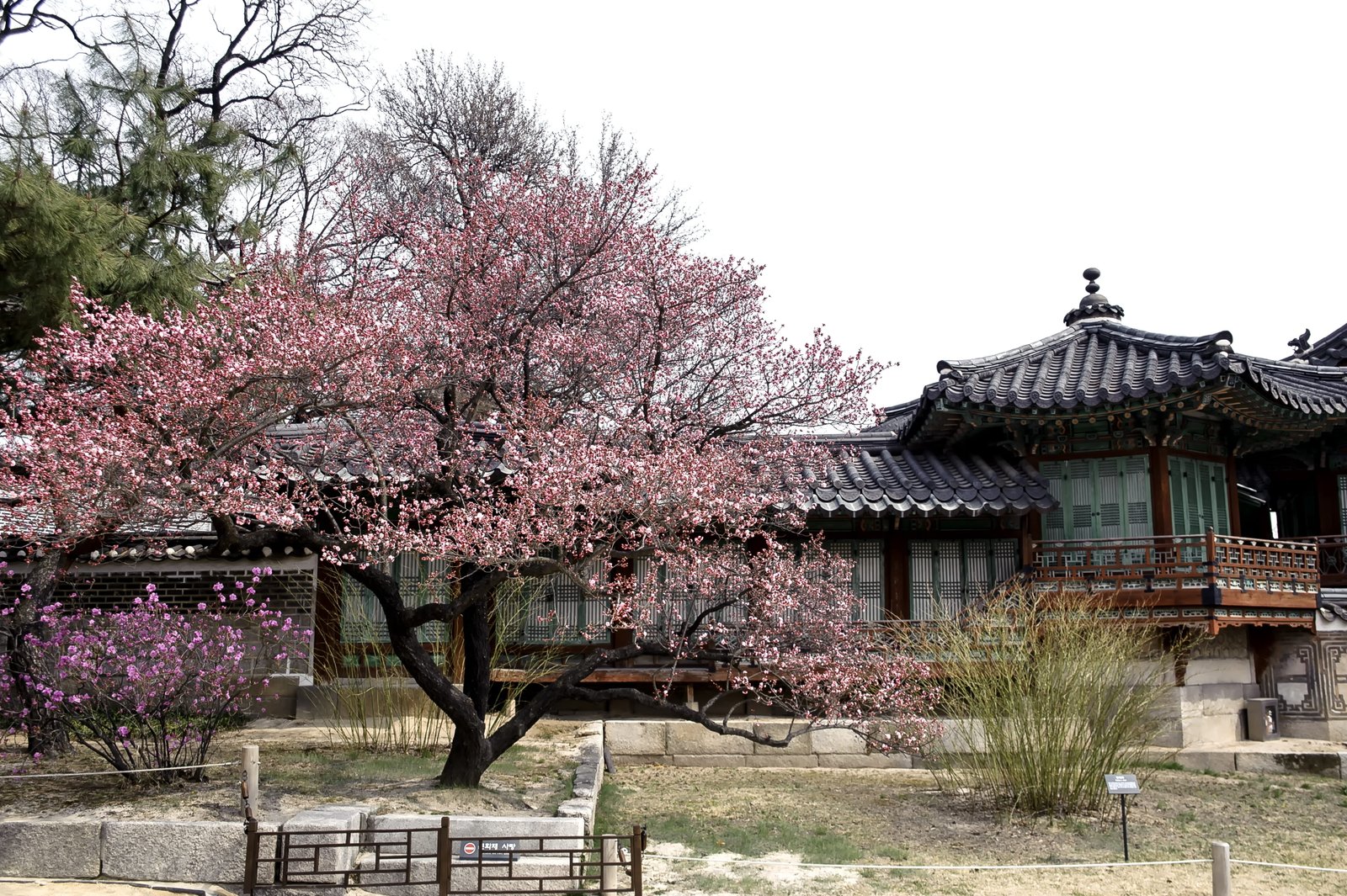 gray wooden house surrounded by trees republic of korea traditional 2k 4k