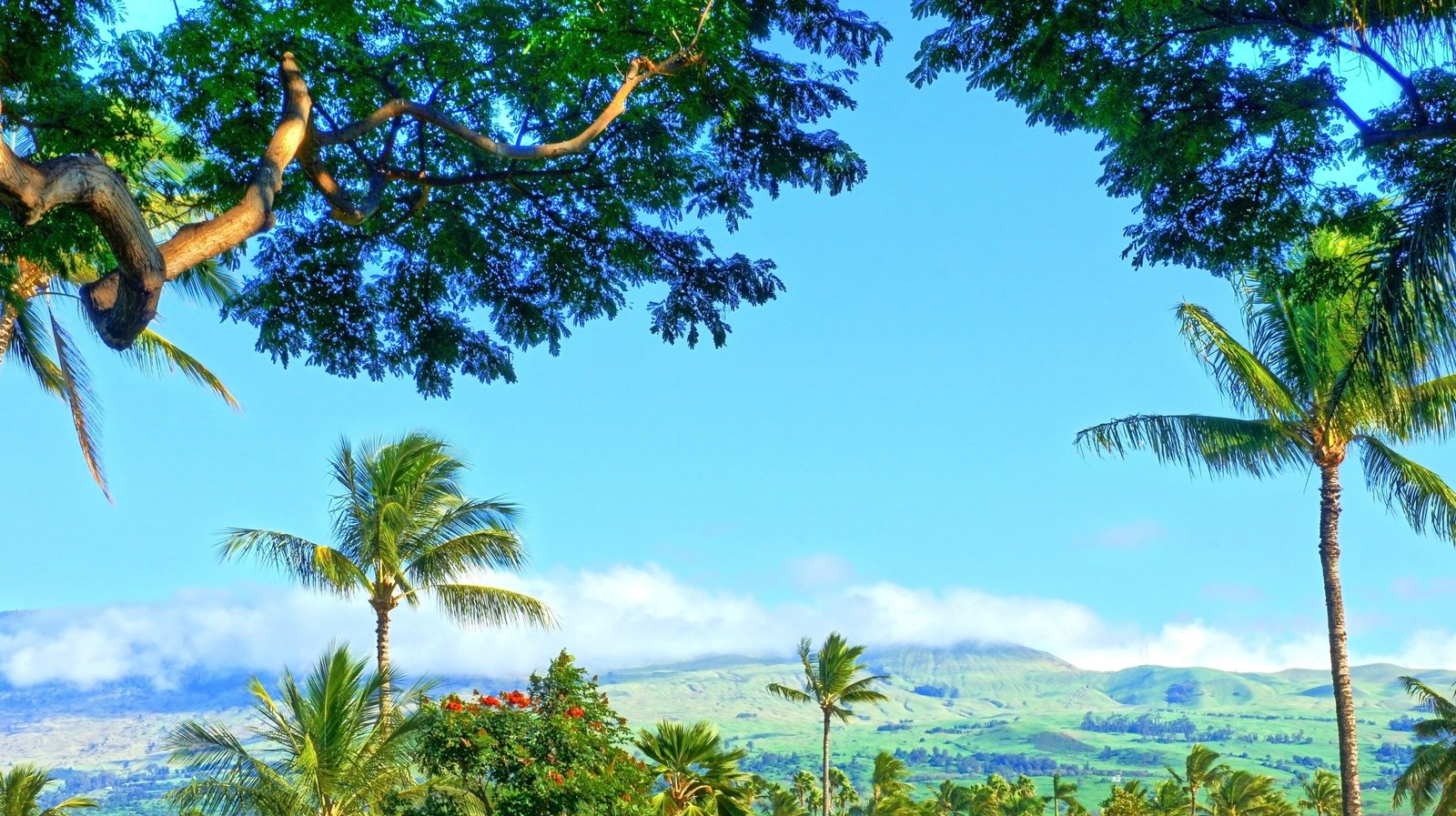 green coconut trees tropical water forest Hawaii 2k 4k 5k