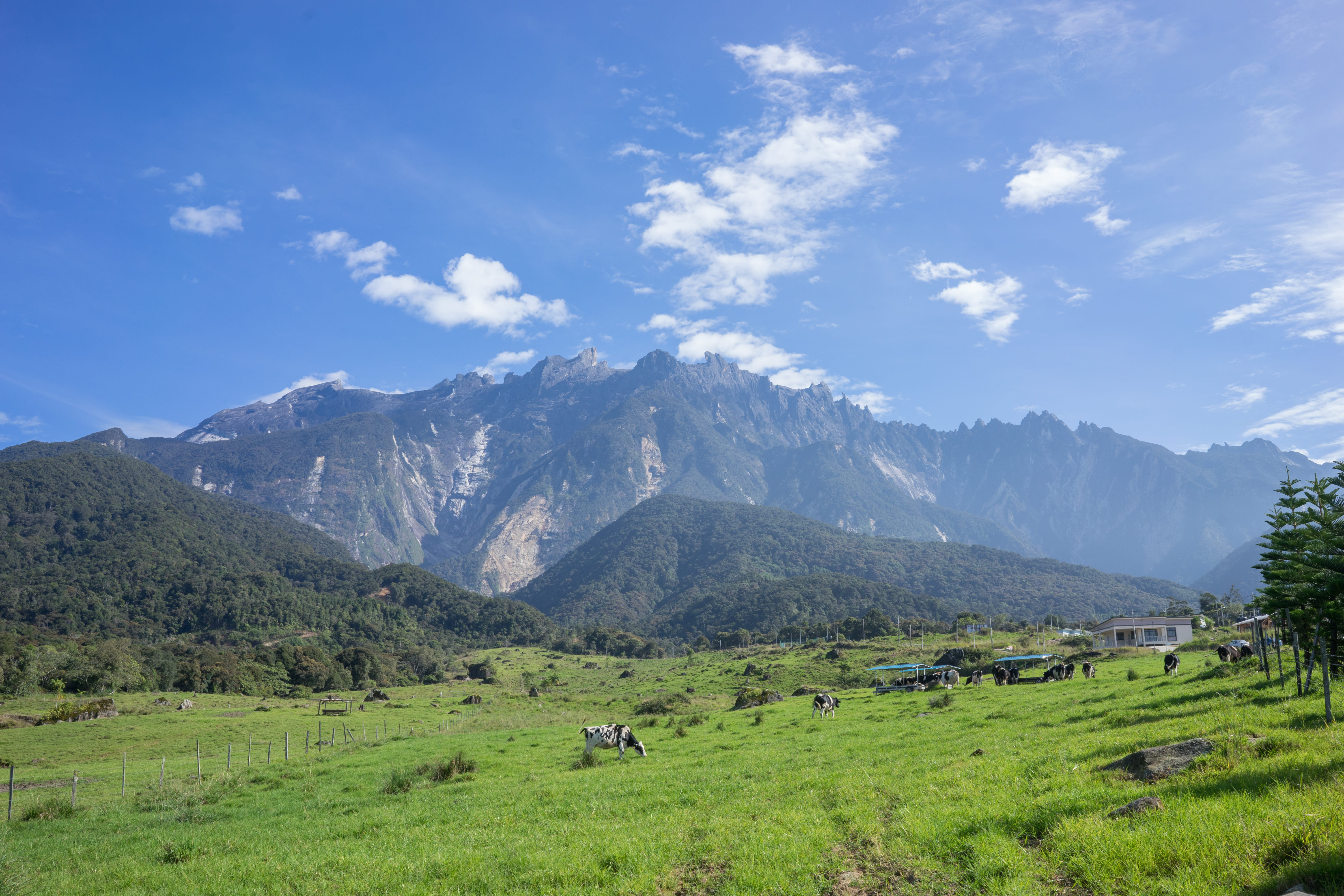 malaysia kundasang desa cattle dairy farm landscape cows 2k 4k 5k