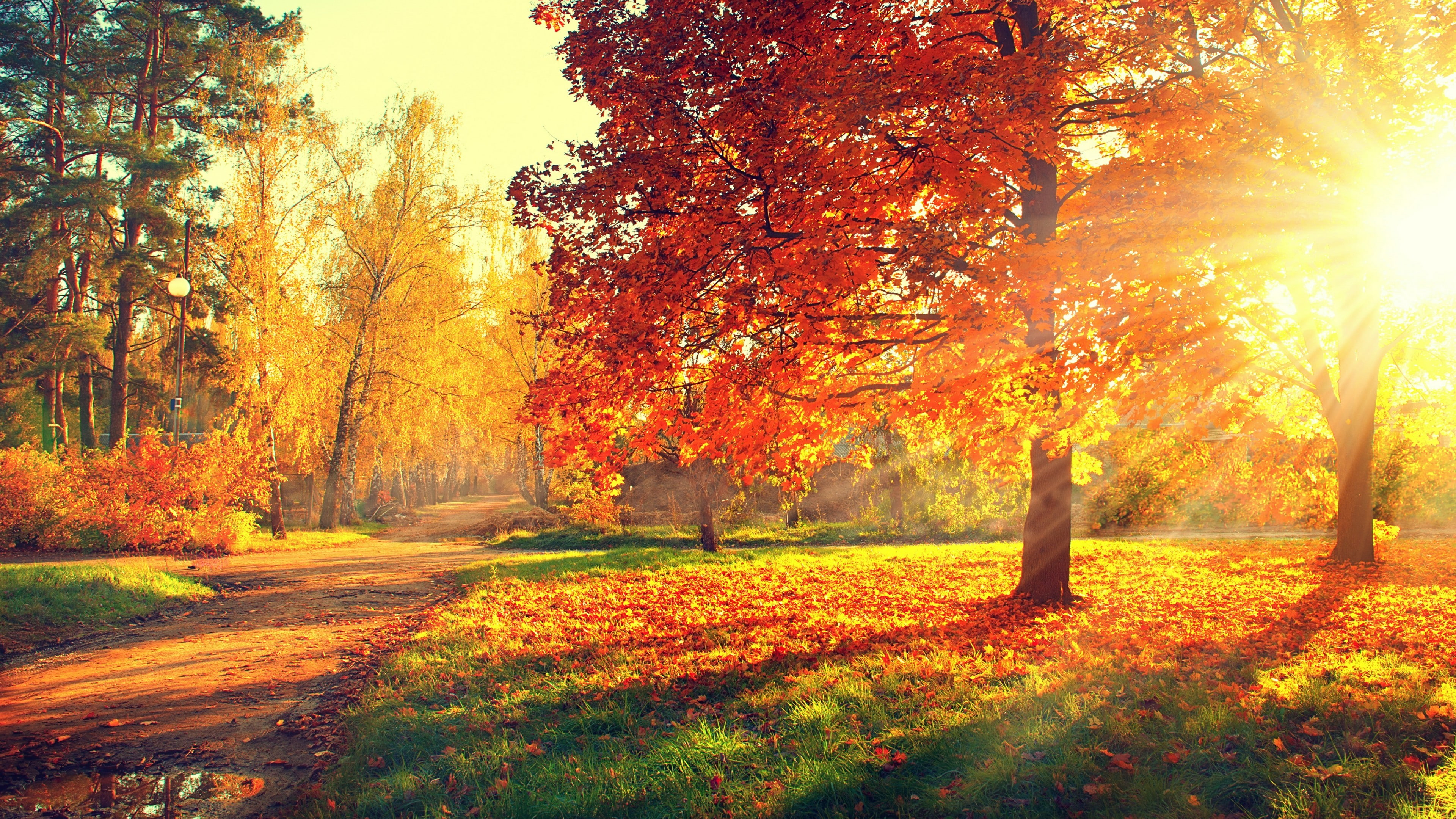 nature autumn leaves grove sunlight deciduous tree 2k 4k