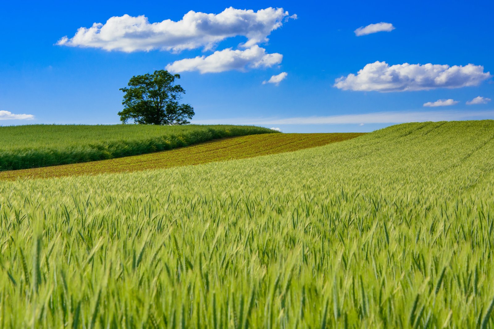 photo of vast green grass field DSC landscape landscapes spring 2k 4k 5k