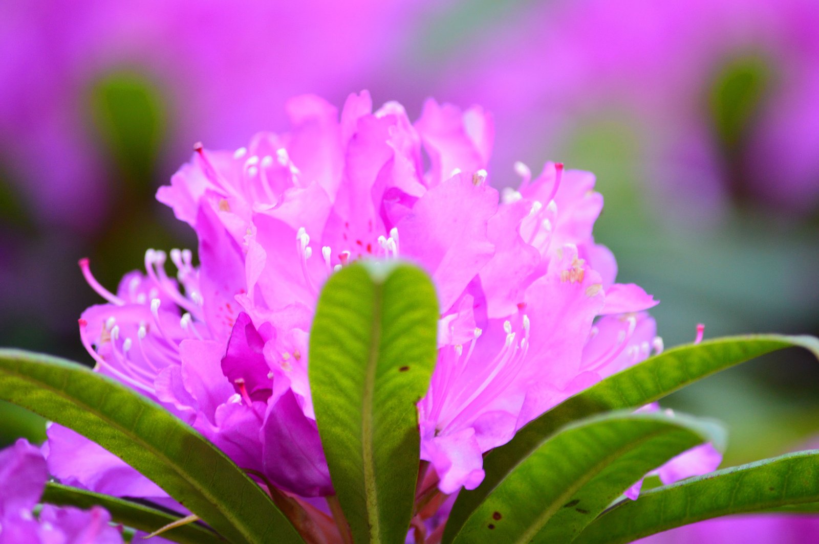 pink Azalea flowers in bloom close up photo nature plant petal 2k 4k 5k