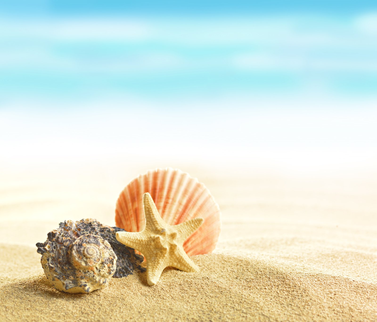 starfish and shell at the beach summer sand shells seashells 2k 4k 5k