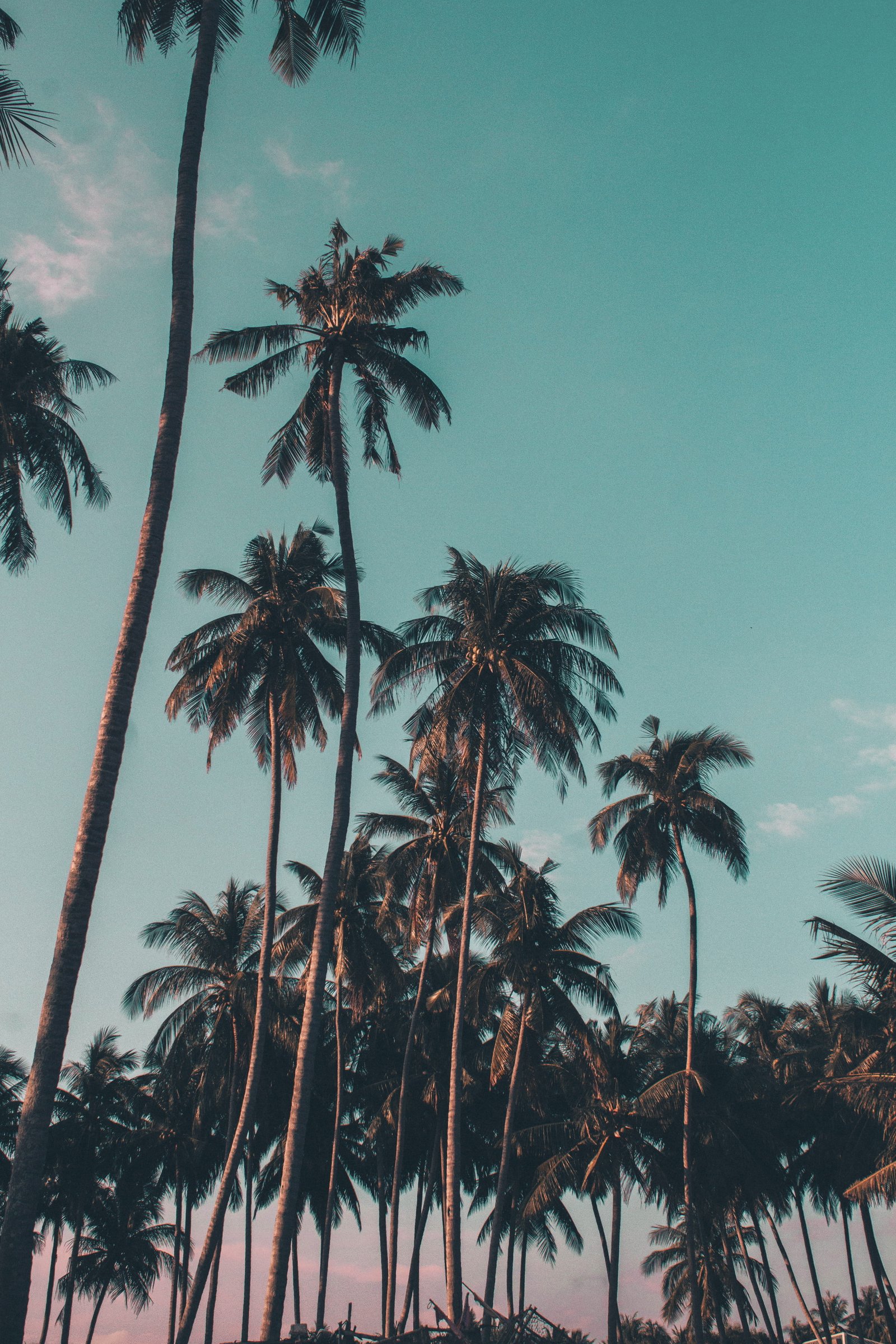 Sunset on the beach coconut trees under clear sky palm android wallpapers 2k