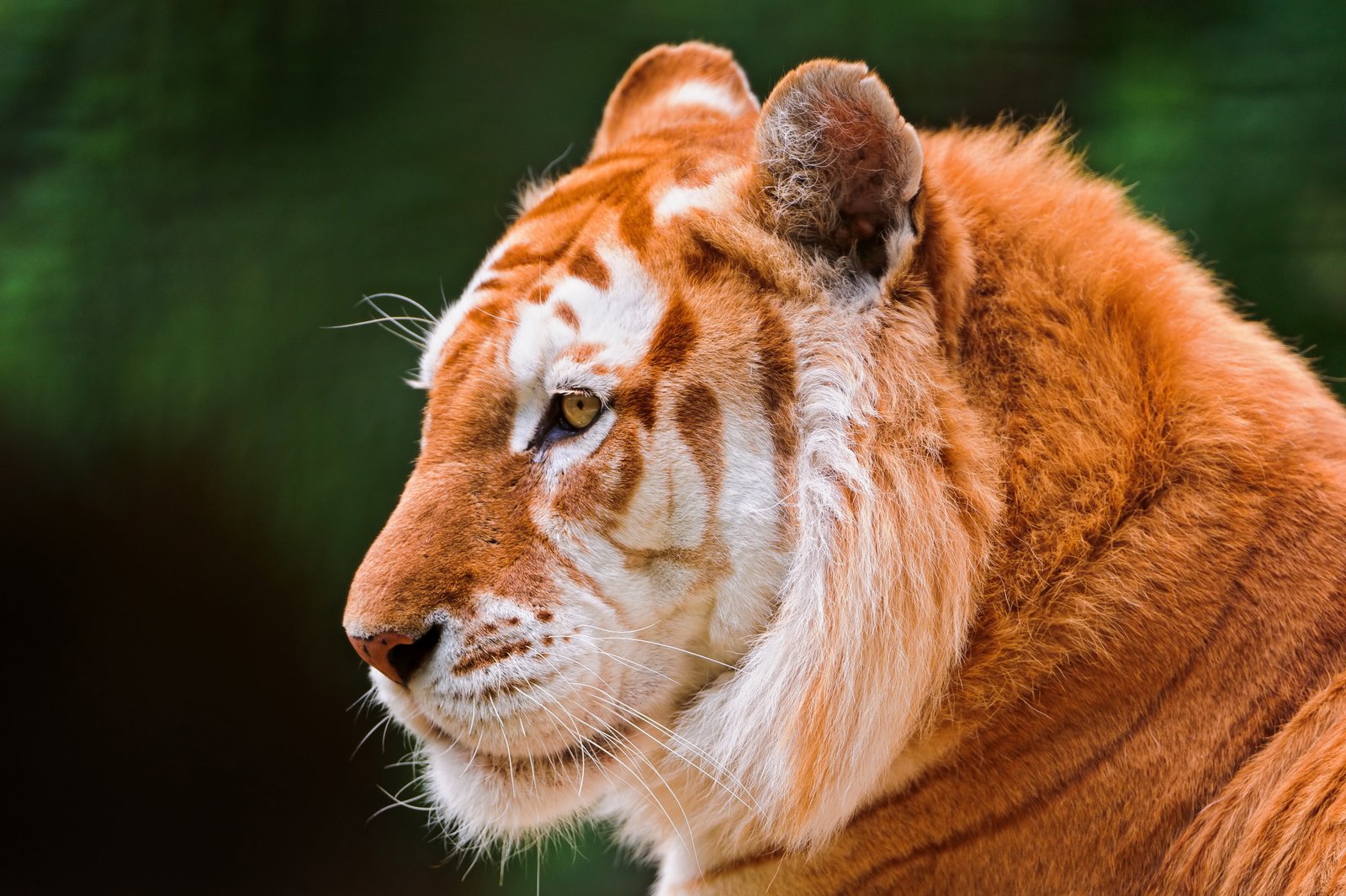 tiger HD aniamla 2k 4k