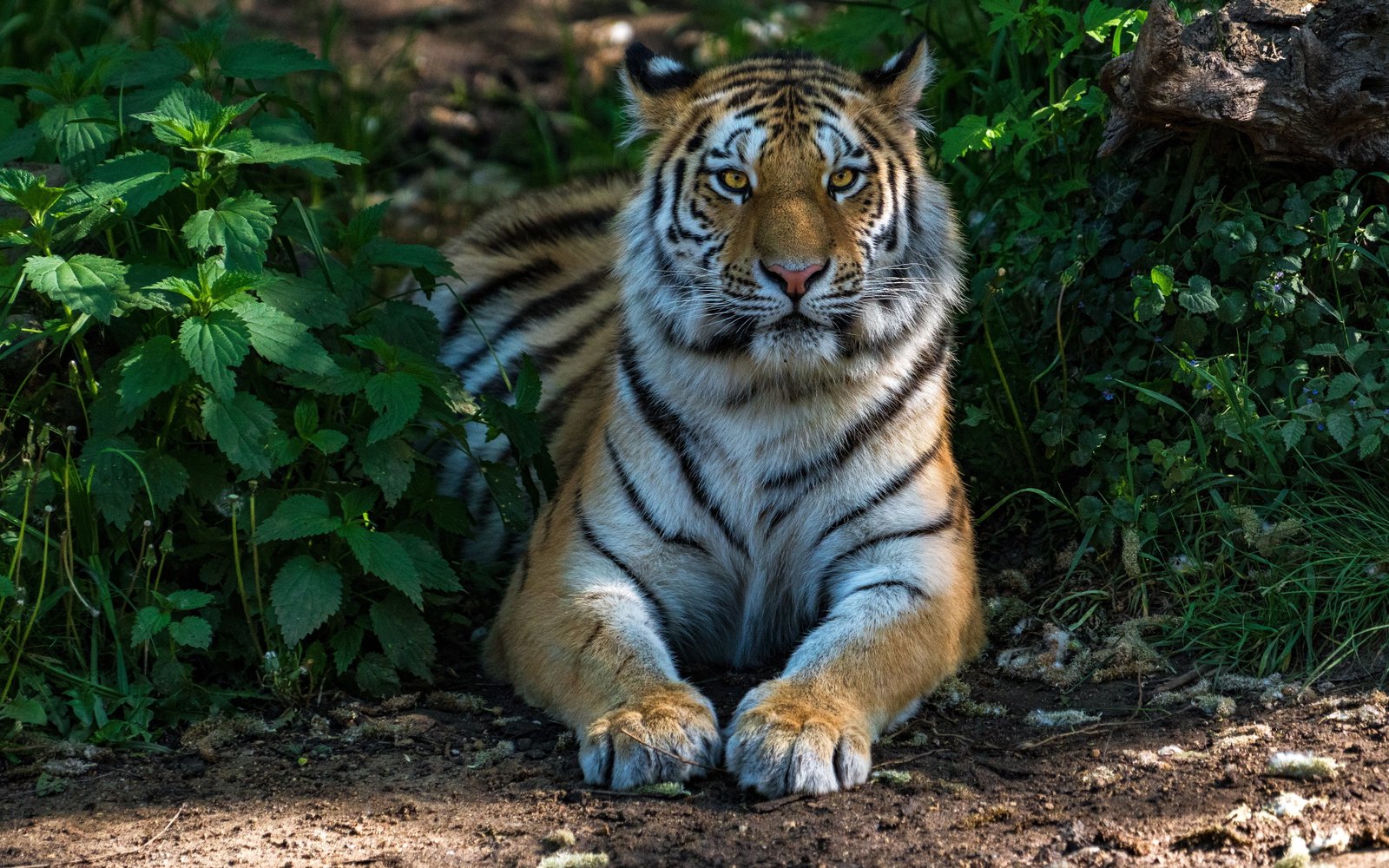 tiger HD wallappers 2k 4k