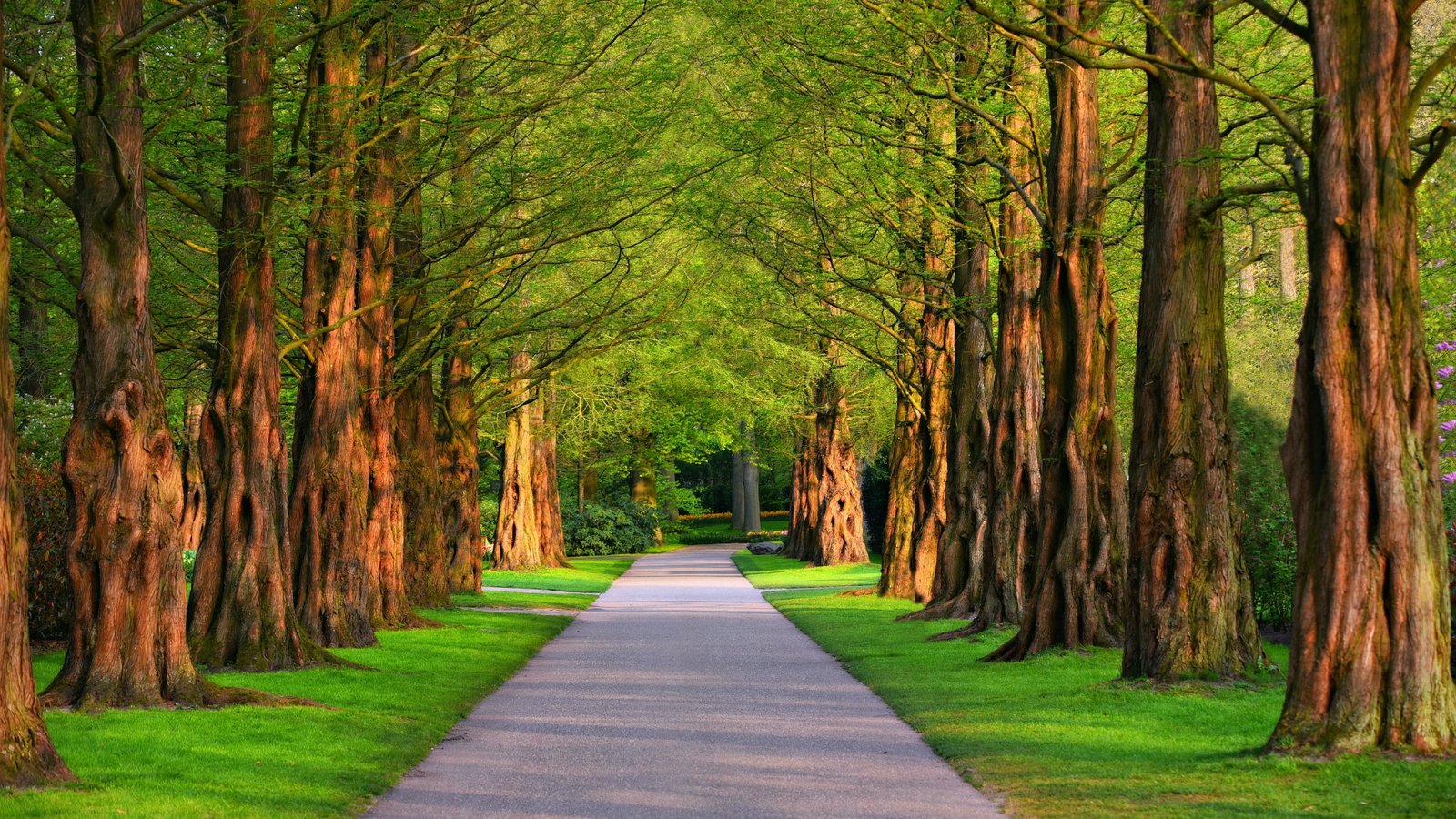 tree lane alley trees park path green nature avenue 2k 4k