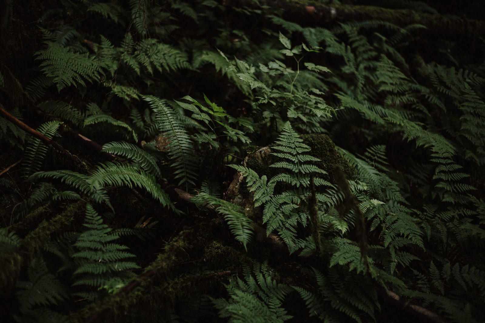 tree with leafs fern plant foliage forest nature green 2k 4k 5k