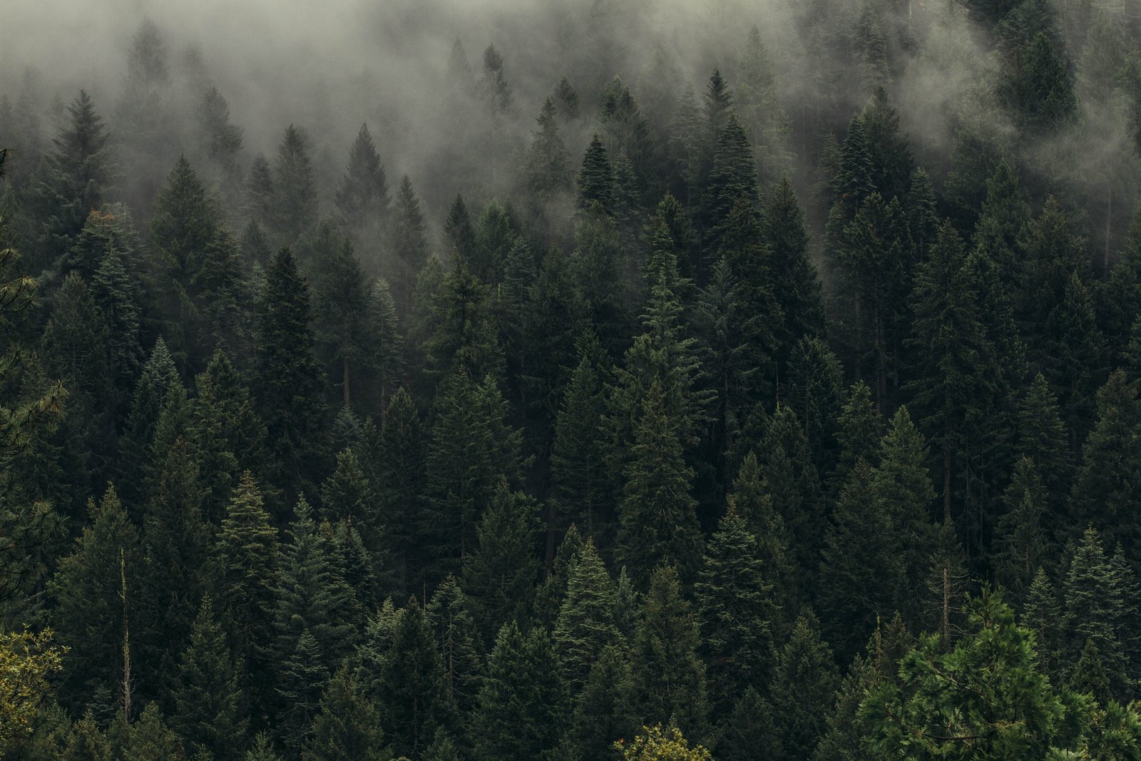 Trees Green Fog Forest Shroud Top view plant pine tree 2k 4k 5k