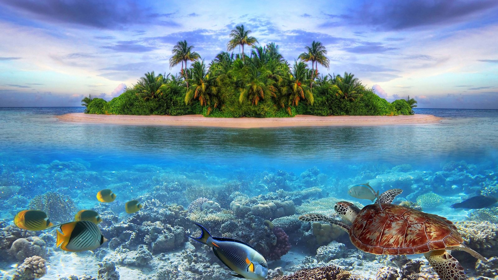 Tropical Island Maldives Palm Trees Sandy Beach Underwater World Turtle Fishes Corals Ultra Hd Wallpaper For Desktop Mobile Phones Tablet And Tv 2k 4k 5k