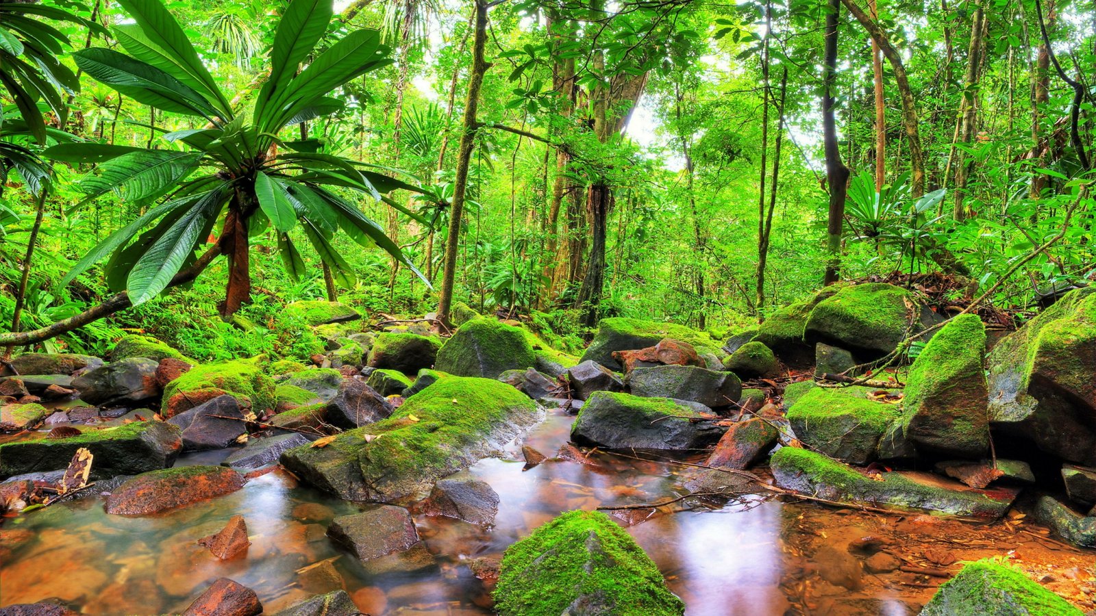 vegetation nature water jungle creek forest stream madagascar 2k 4k