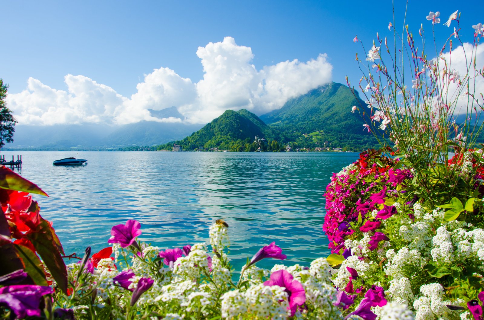 white petaled flowers sea the sky clouds mountains nature 2k 4k 5k