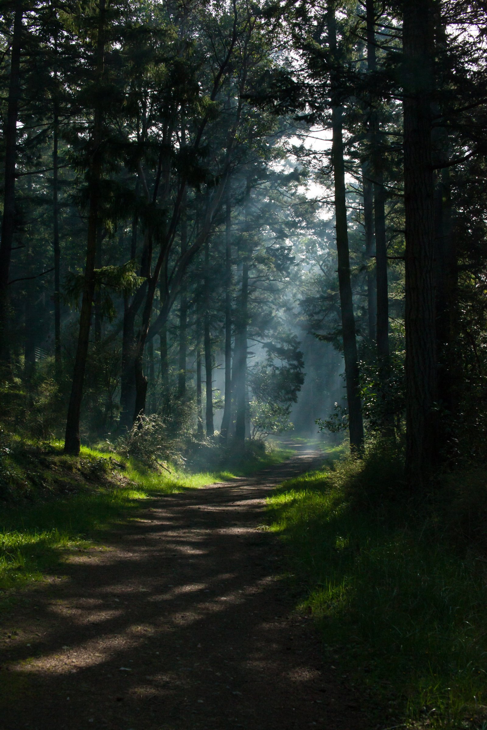 nature trees portrait display path forest sunlight dappled 2k 4k