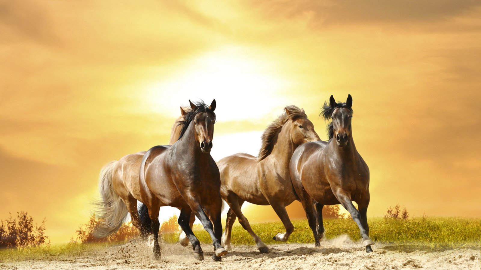 three brown horses illustration cute animals 2k 4k 5k 8k