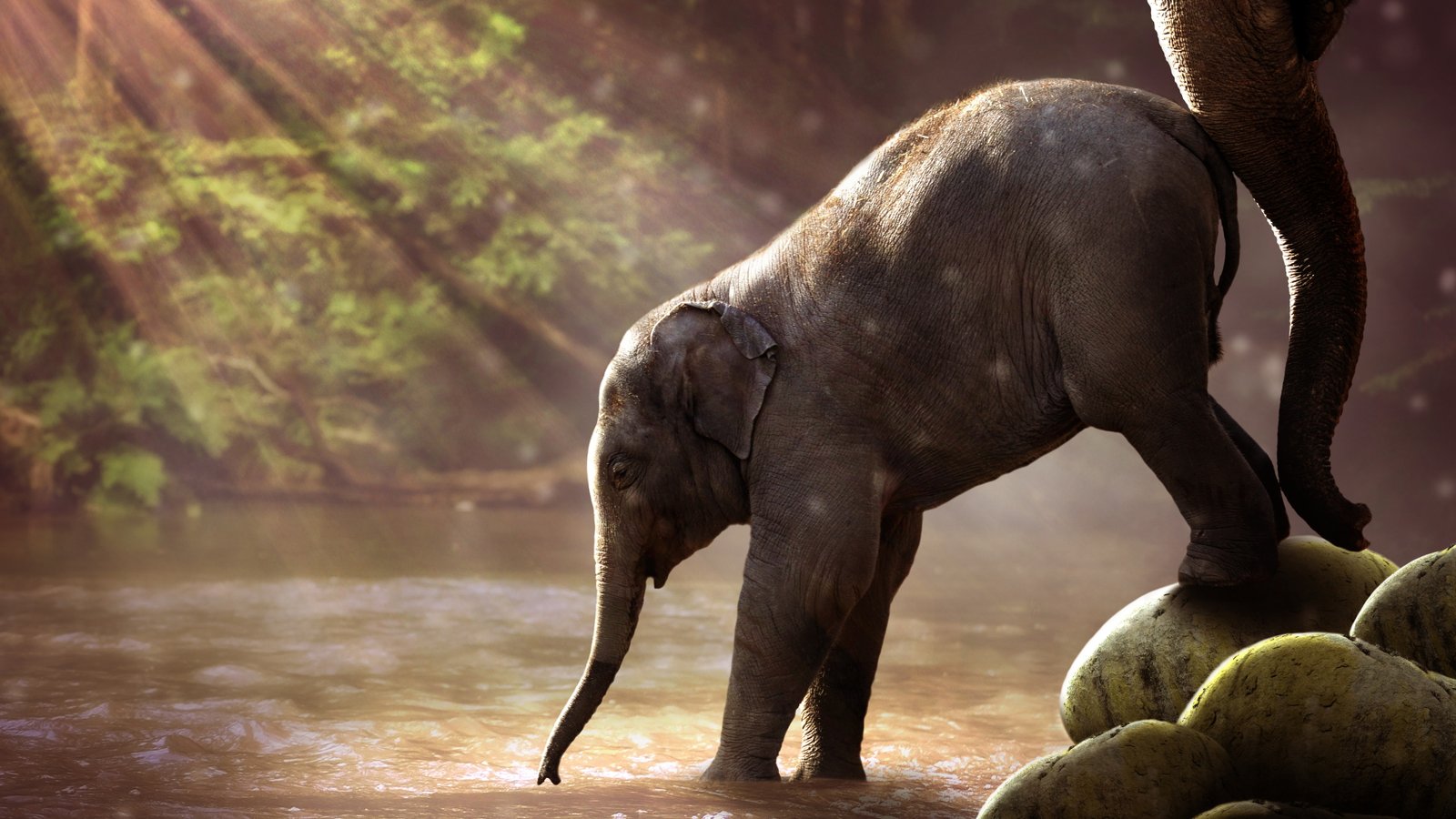 Baby Elephant Drinking Water animal themes one 2k 4k 5k 8k