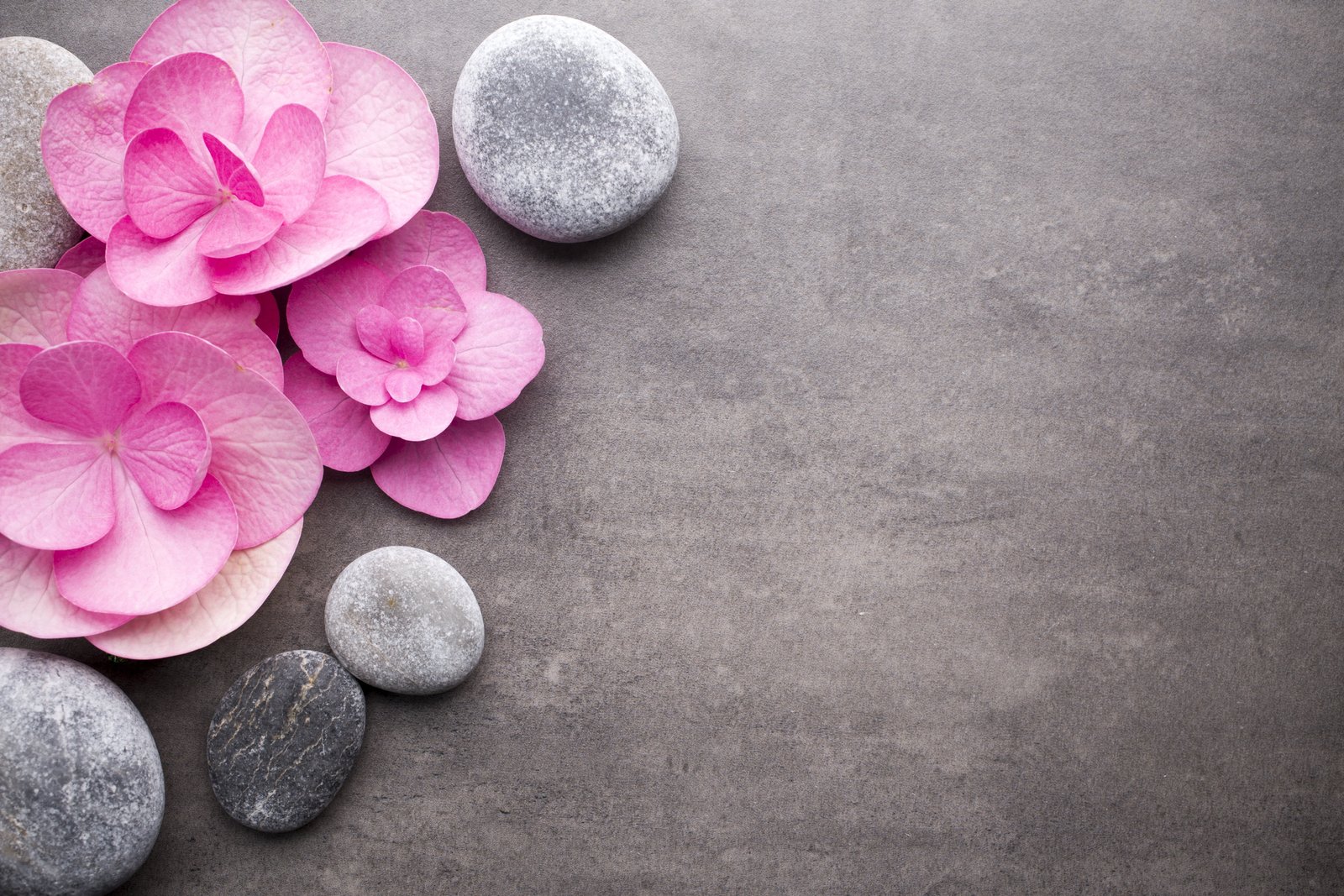 flowers stones pink spa zen rock solid beauty in nature 2k 4k 5k