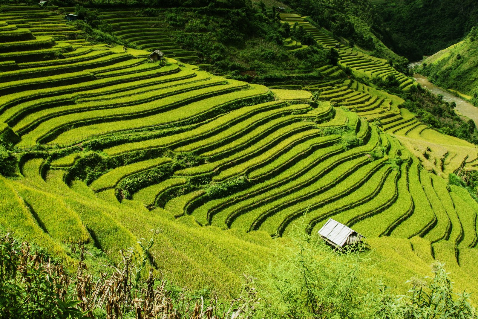 green rice terraces during daytime fields mu cang chai 2k 4k 5k