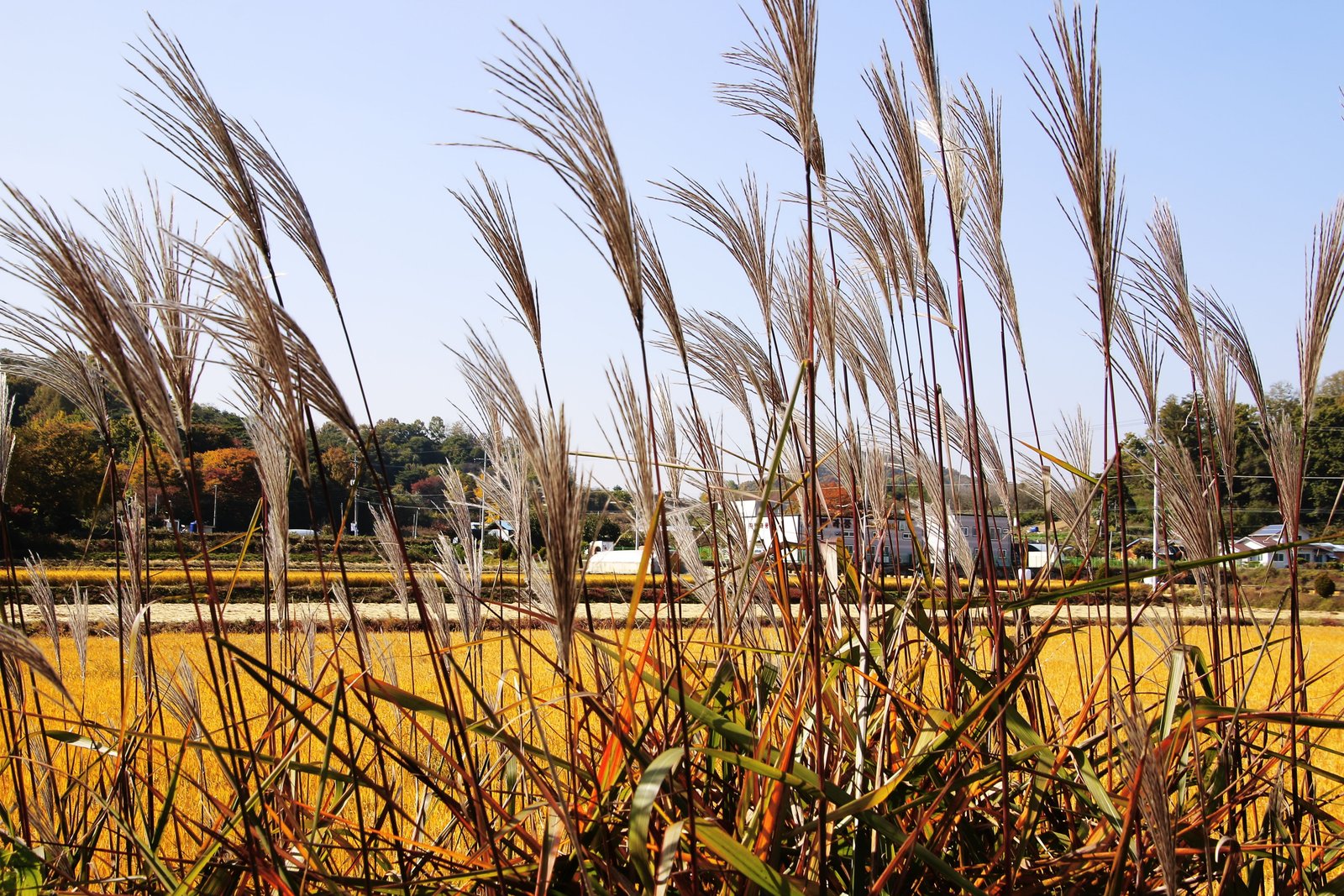korea farm ch rice the korean countryside lebanon 2k 4k 5k