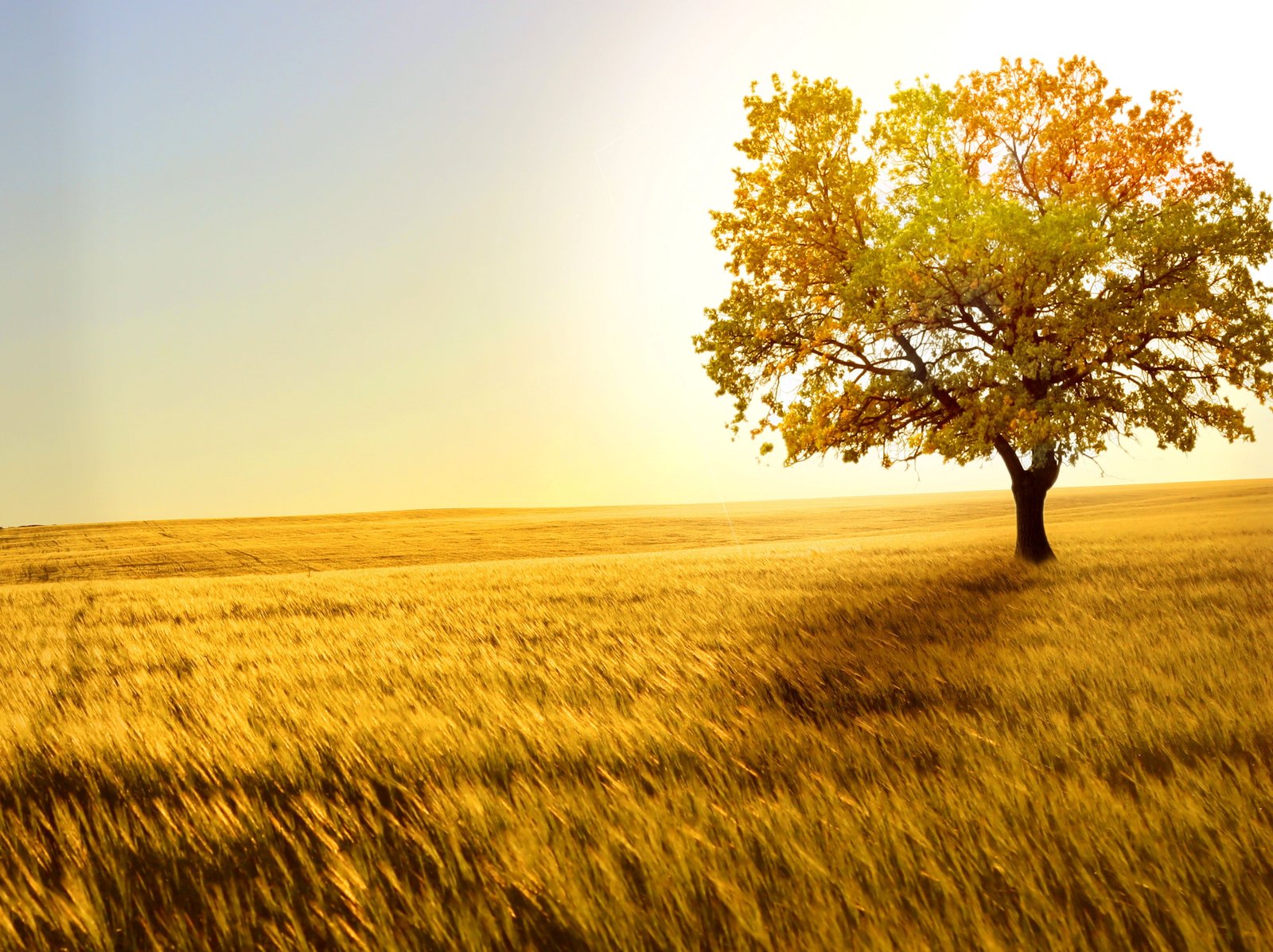 landscapes trees autumn fields fall Nature Fields HD Art 2k 4k 5k