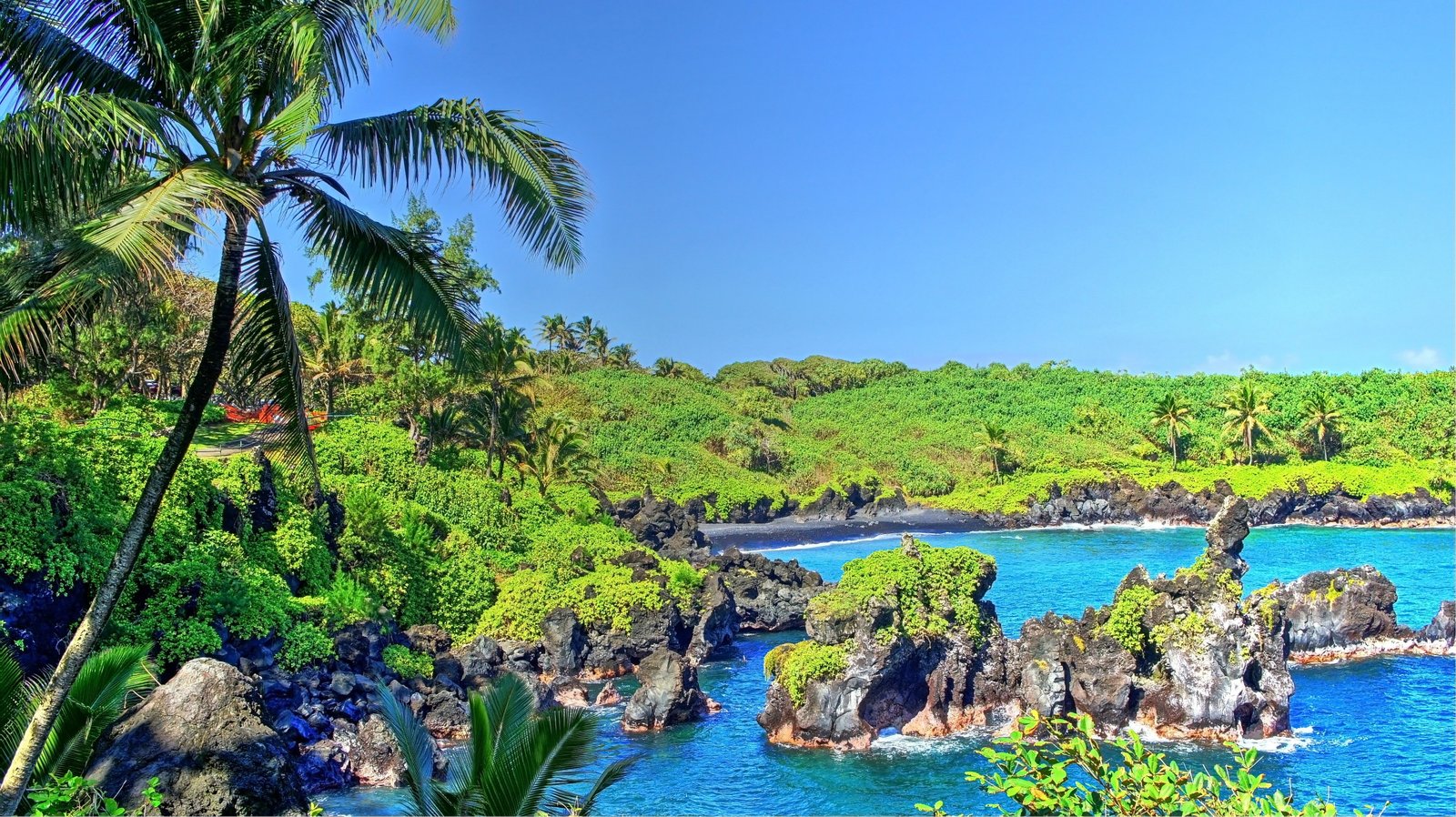 tropical water forest Hawaii isle of Maui palm trees 2k 4k 5k