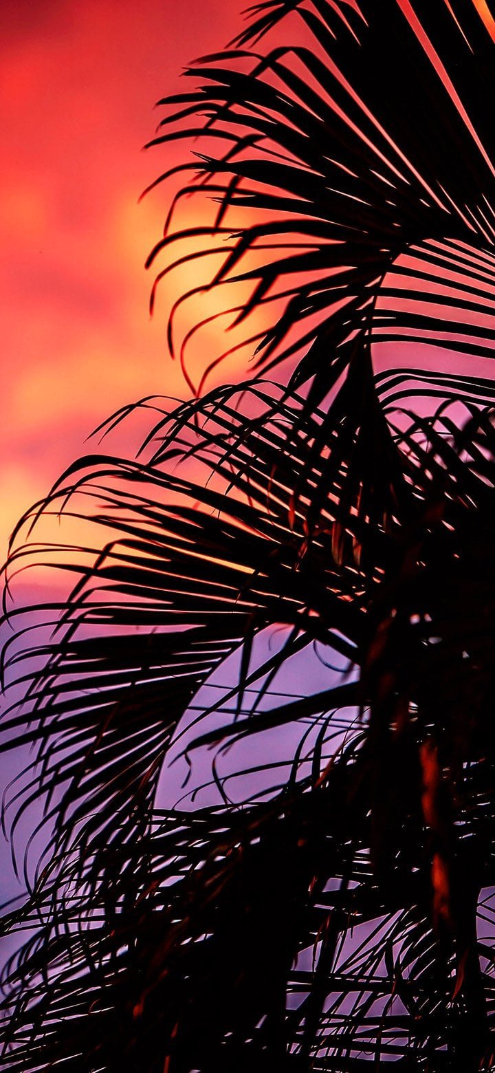 Aesthetic view of dark palm leaves wallpaper