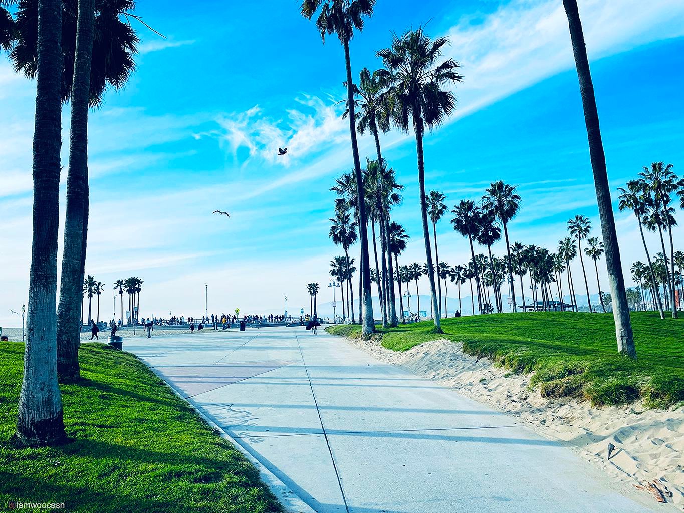 Beach LA nature