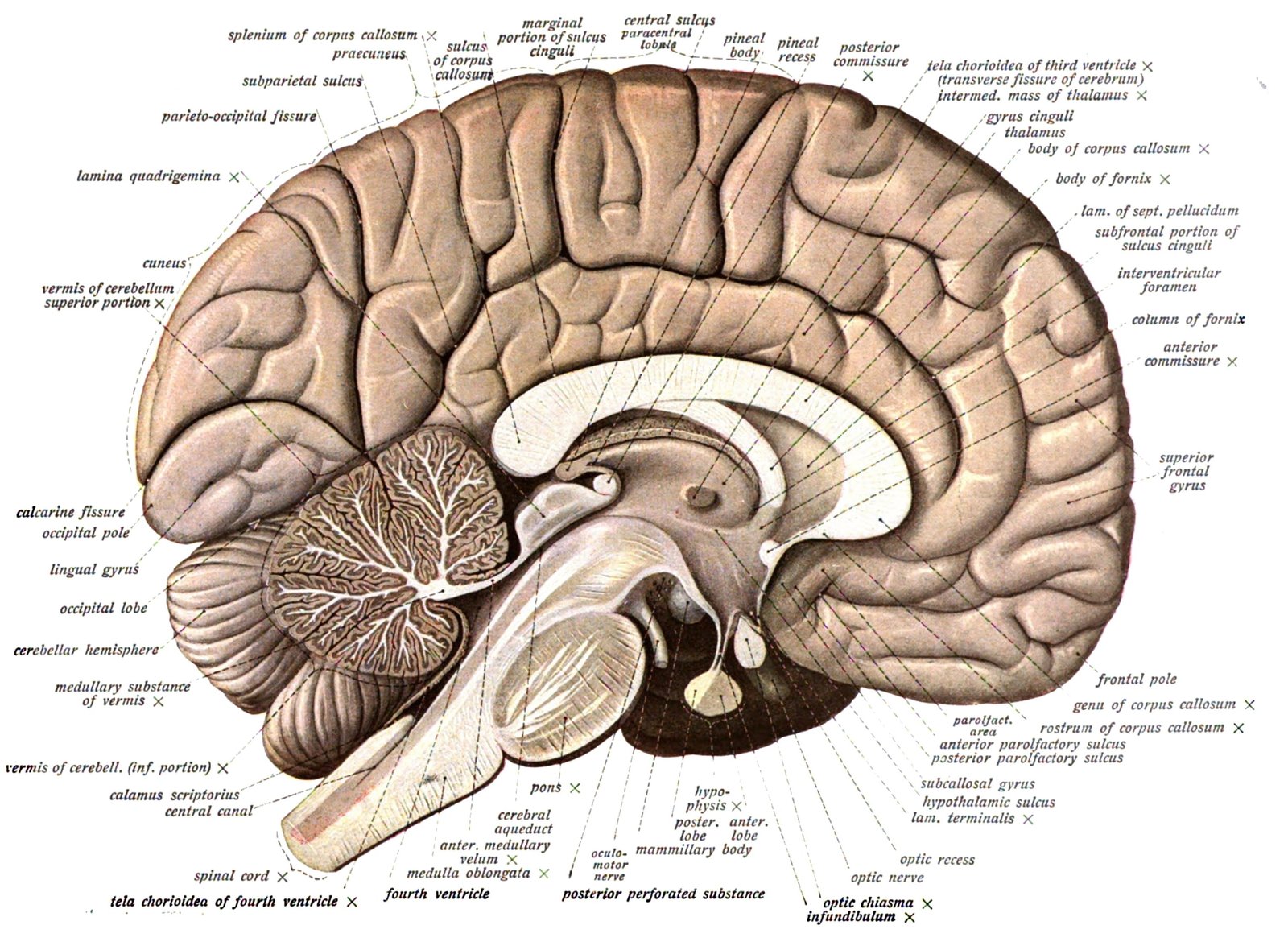 Anatomy brain head Medical poster skull human body part 2k